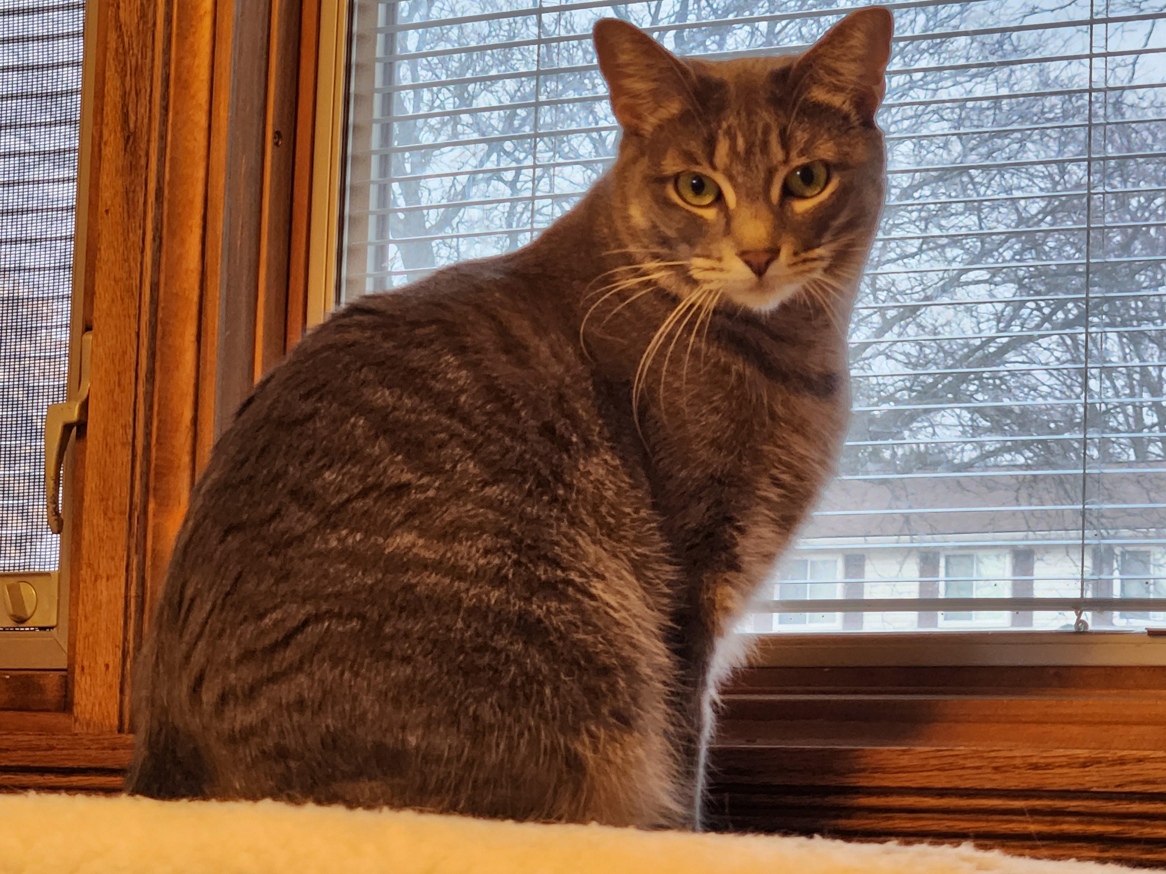 Enlarge Pearl, a ADOPTABLE Tabby in Macomb, MI image 5/5