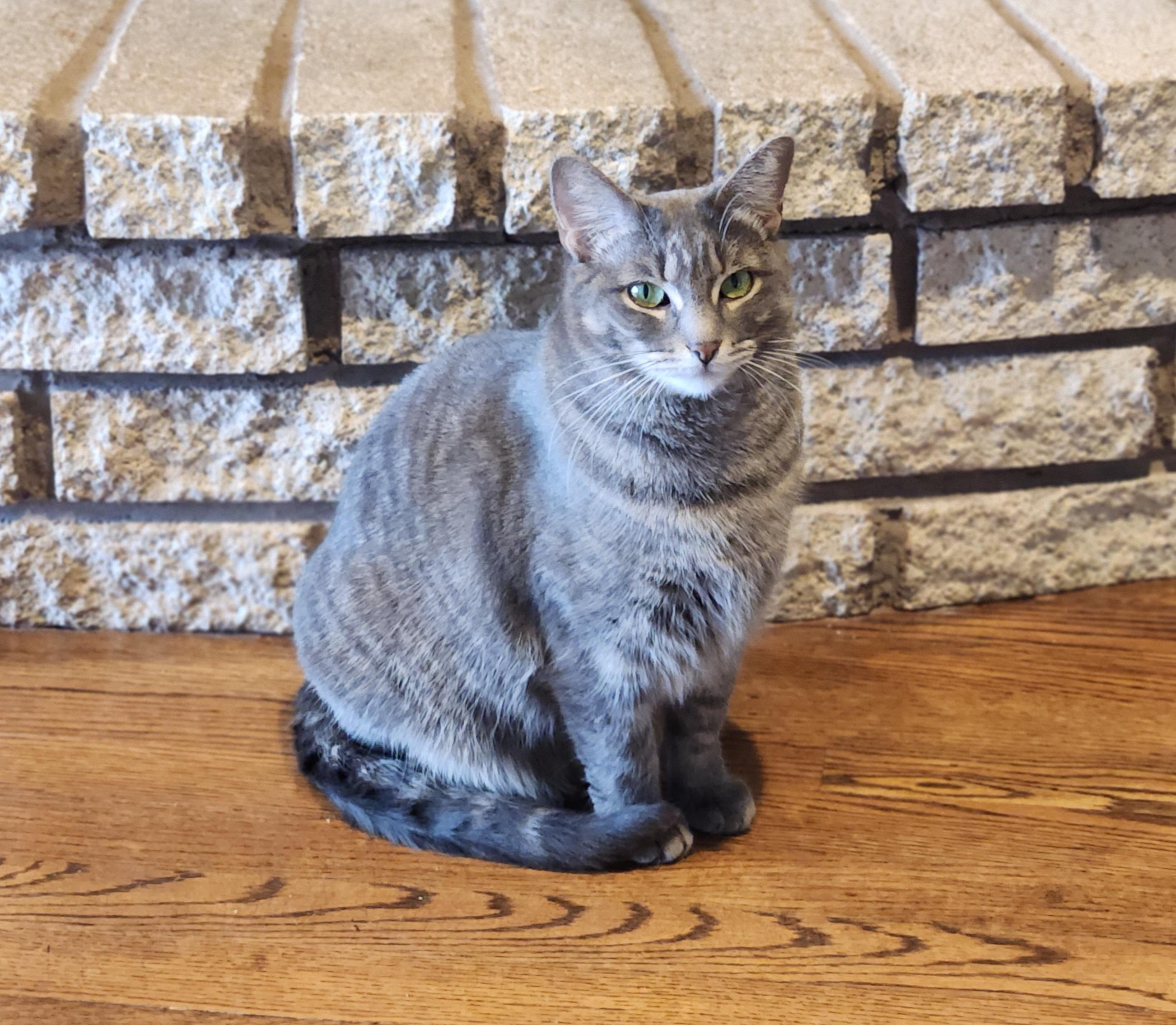 Pearl, ADOPTABLE, Adult Female Tabby.