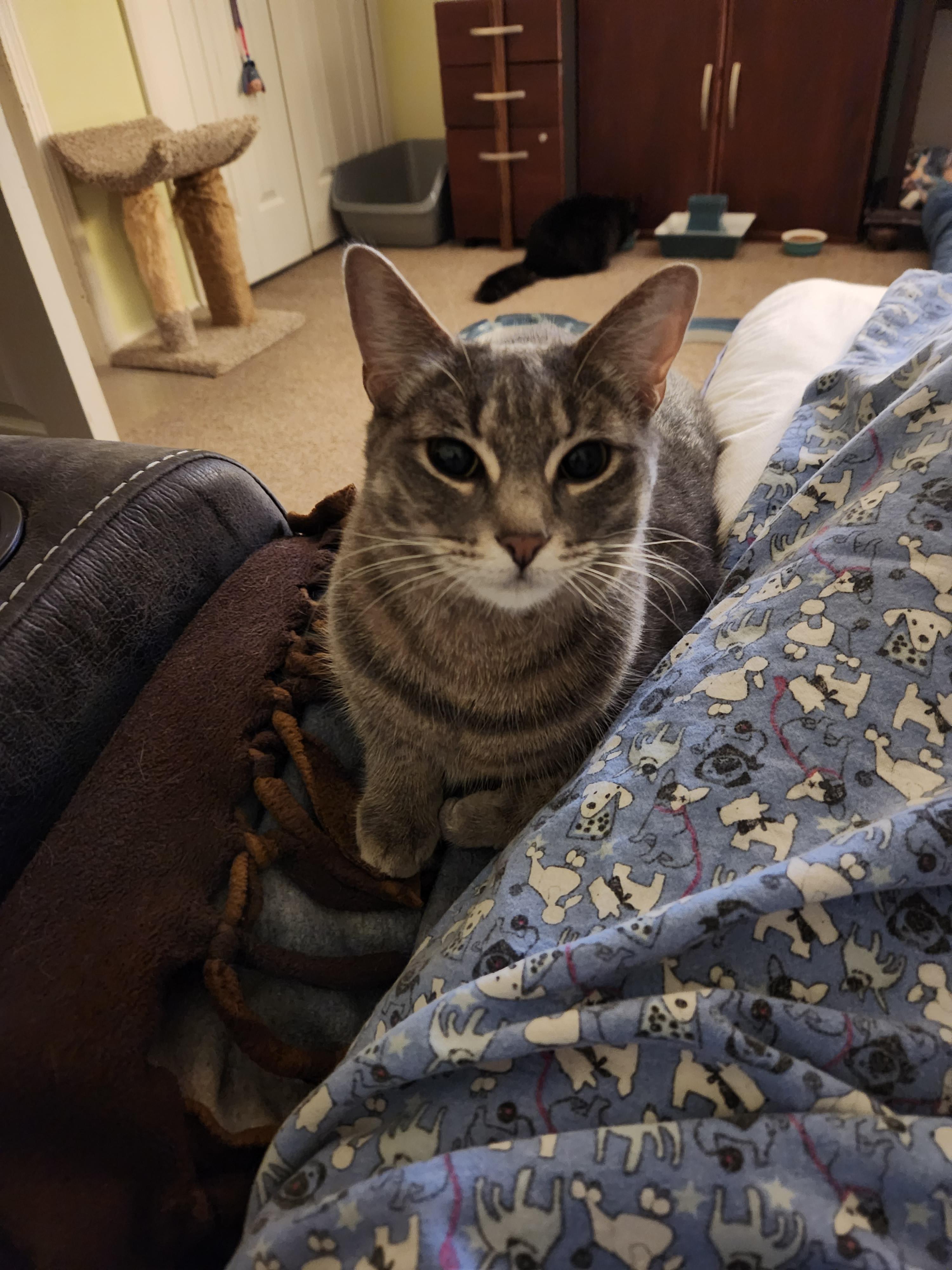 Enlarge Pearl, a ADOPTABLE Tabby in Macomb, MI image 2/5