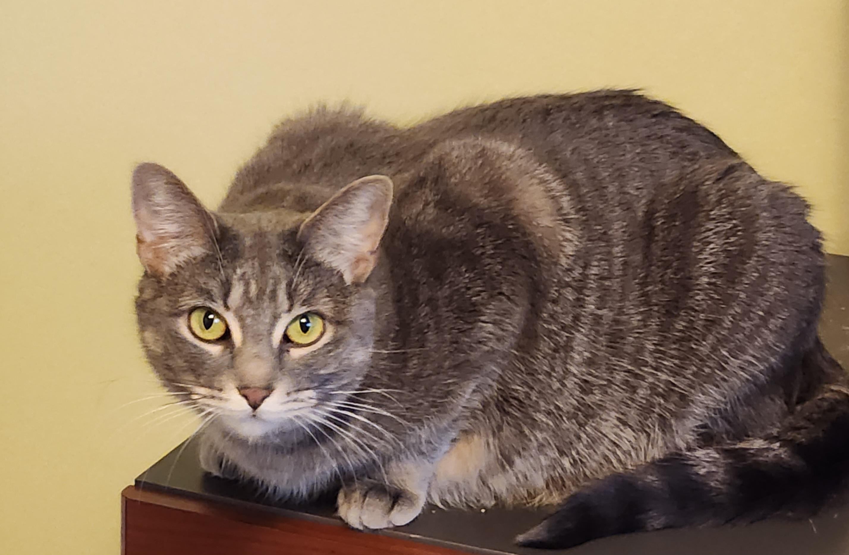 Enlarge Pearl, a ADOPTABLE Tabby in Macomb, MI image 3/5