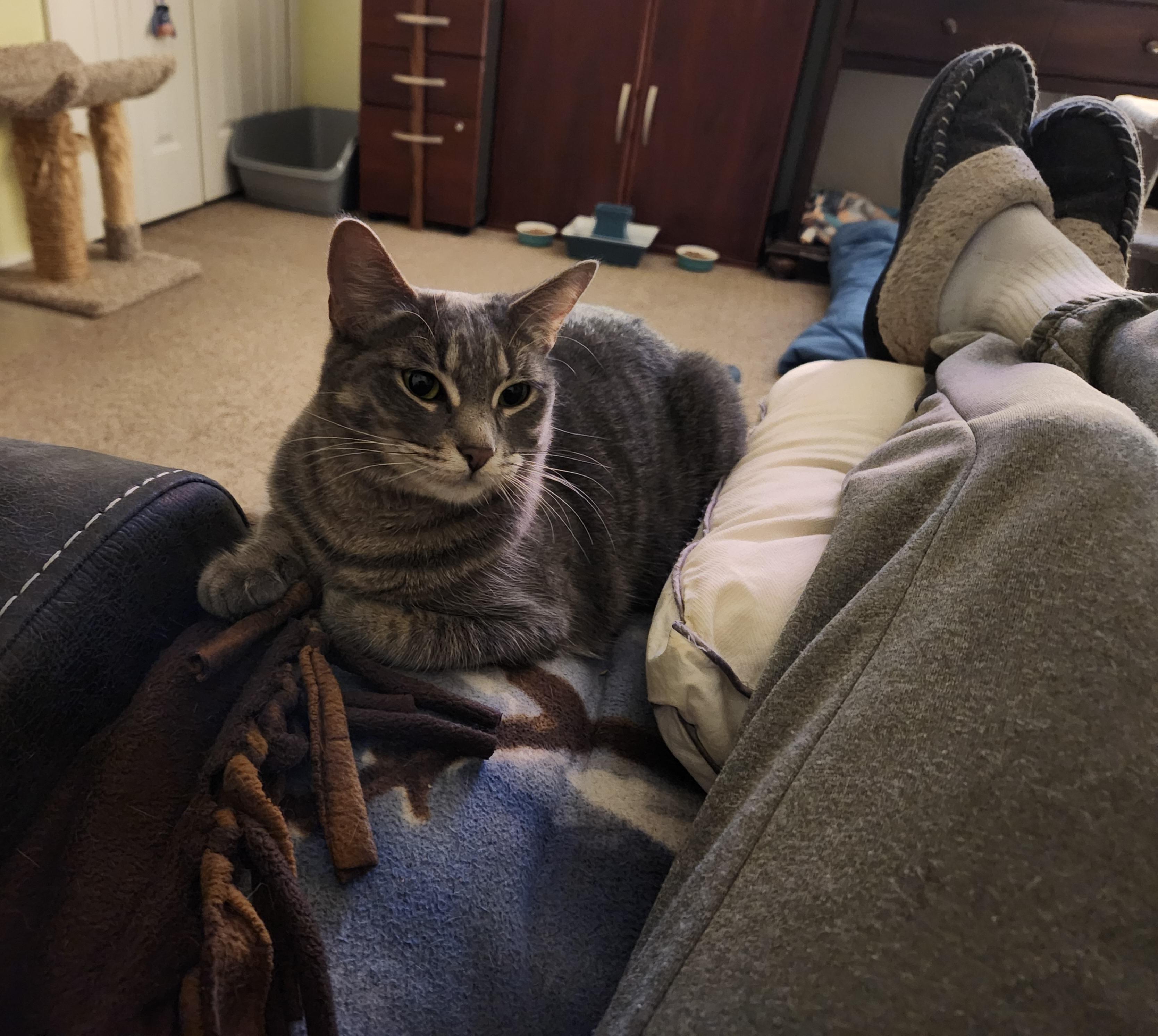 Enlarge Pearl, a ADOPTABLE Tabby in Macomb, MI image 4/5