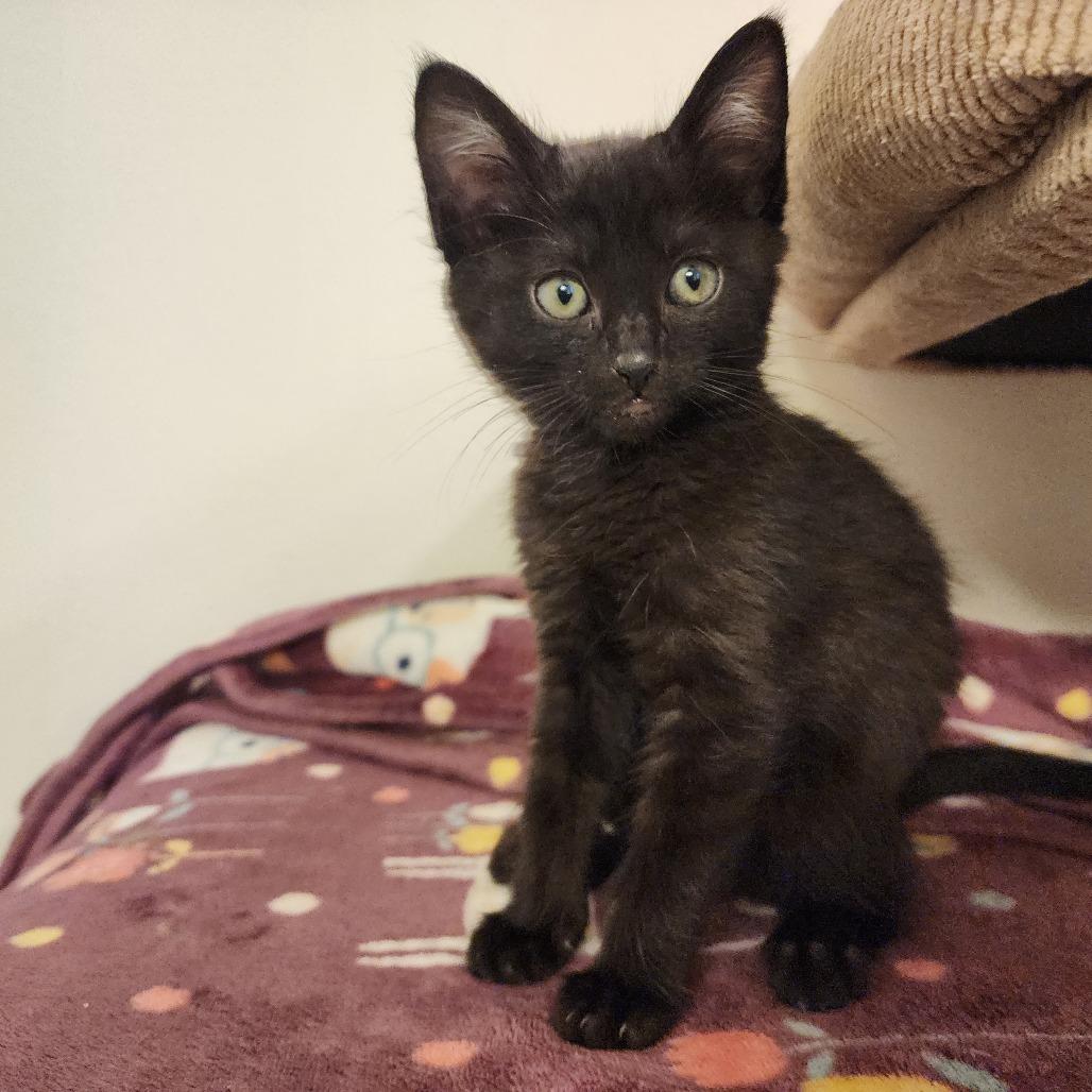 ELAINE, adopted, Kitten Female Domestic Short Hair.