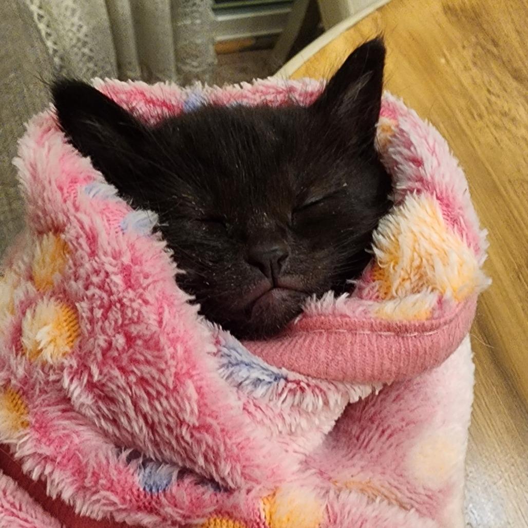 Enlarge ELAINE, an adopted Domestic Short Hair in Graham, WA image 3/3