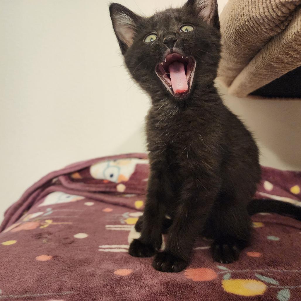 Enlarge ELAINE, an adopted Domestic Short Hair in Graham, WA image 2/3