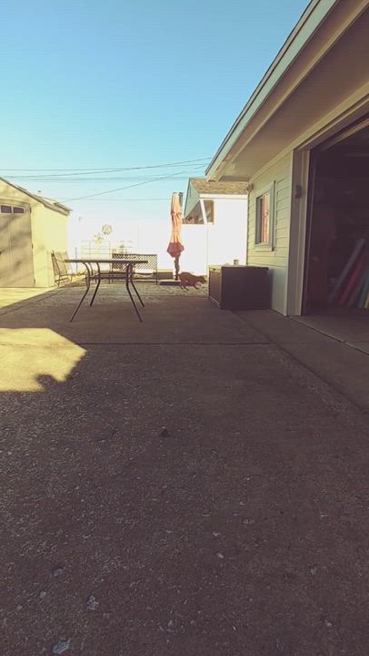 Enlarge Zyon, a Adopted mixed breed in Southgate, MI video 5/9