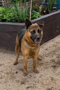 Enlarge Jiggy, a Adoptable German Shepherd Dog in Round Rock, TX image 2/3
