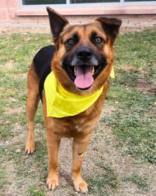 Enlarge Jiggy, a Adoptable German Shepherd Dog in Round Rock, TX image 1/3