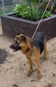 Enlarge Jiggy, a Adoptable German Shepherd Dog in Round Rock, TX image 3/3