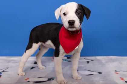 Cantrip, Adoptable, Puppy Female Retriever & Mixed Breed.