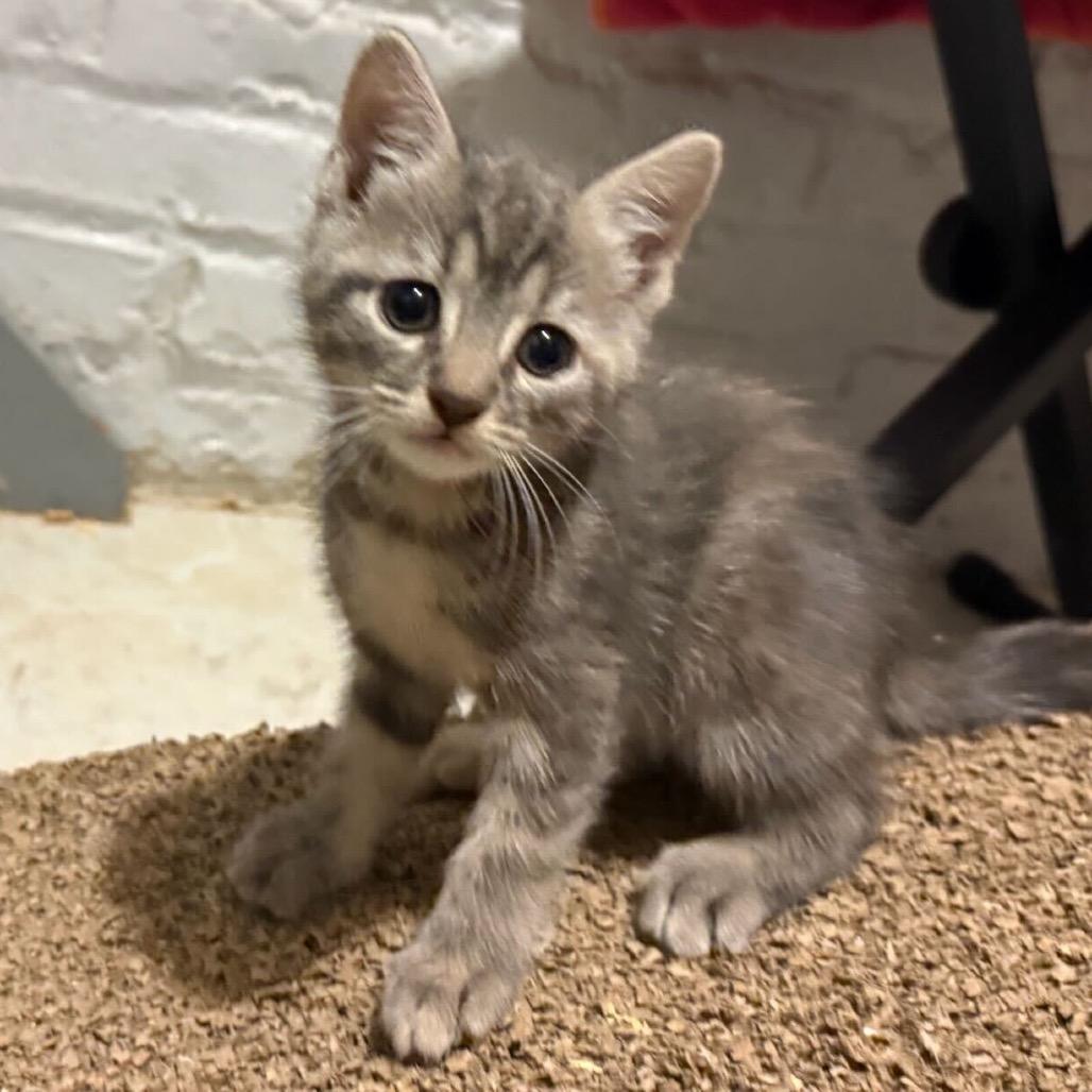 Rose, Adoptable, Kitten Female Domestic Short Hair.