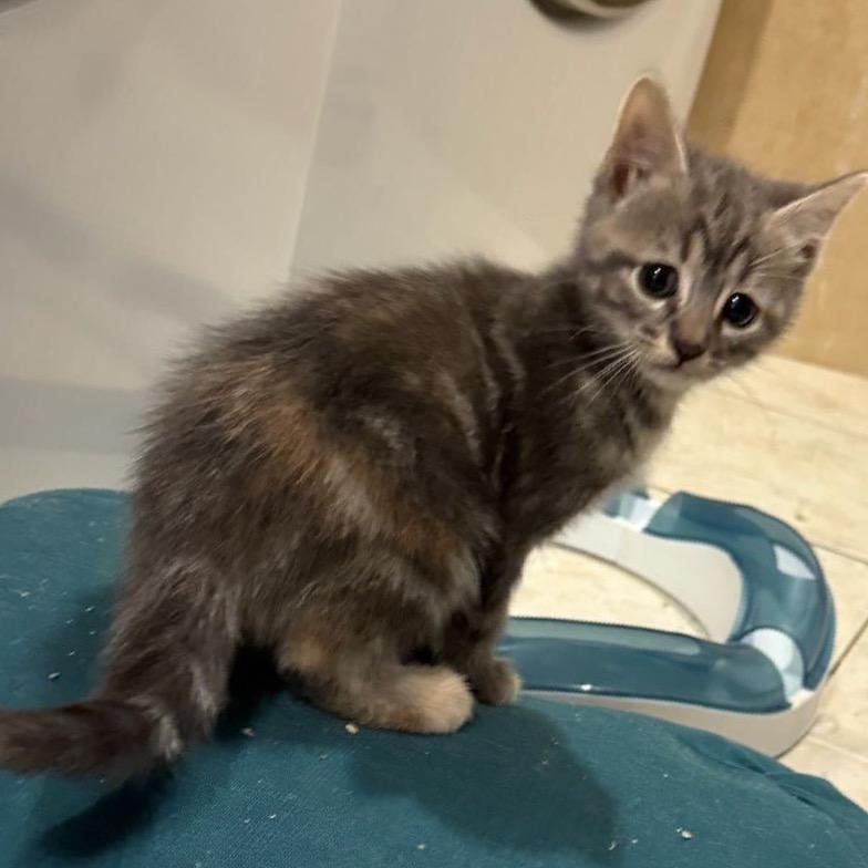 Enlarge Rose, a Adoptable Domestic Short Hair in Belleville, IL image 2/4