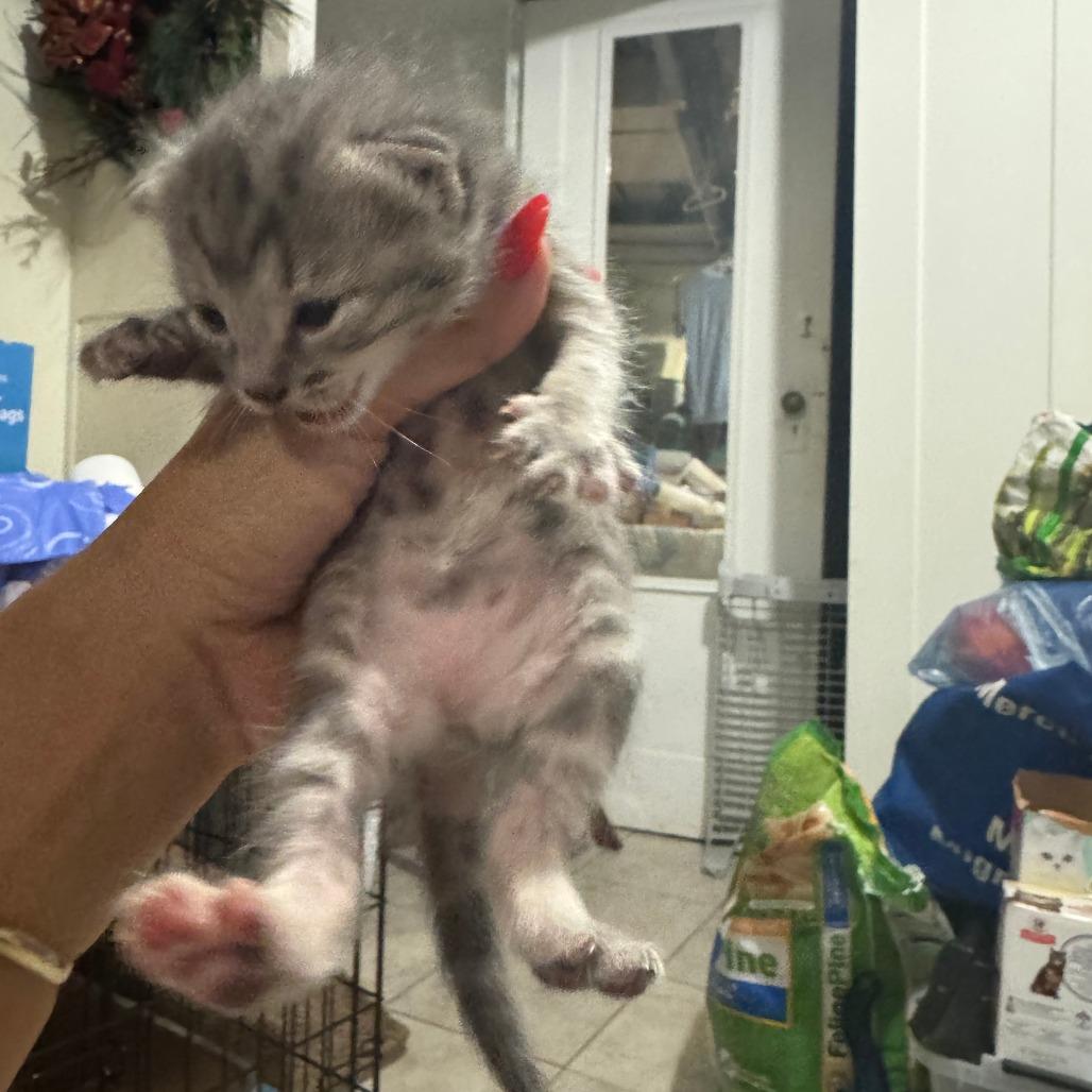 Enlarge Rose, a Adoptable Domestic Short Hair in Belleville, IL image 3/4