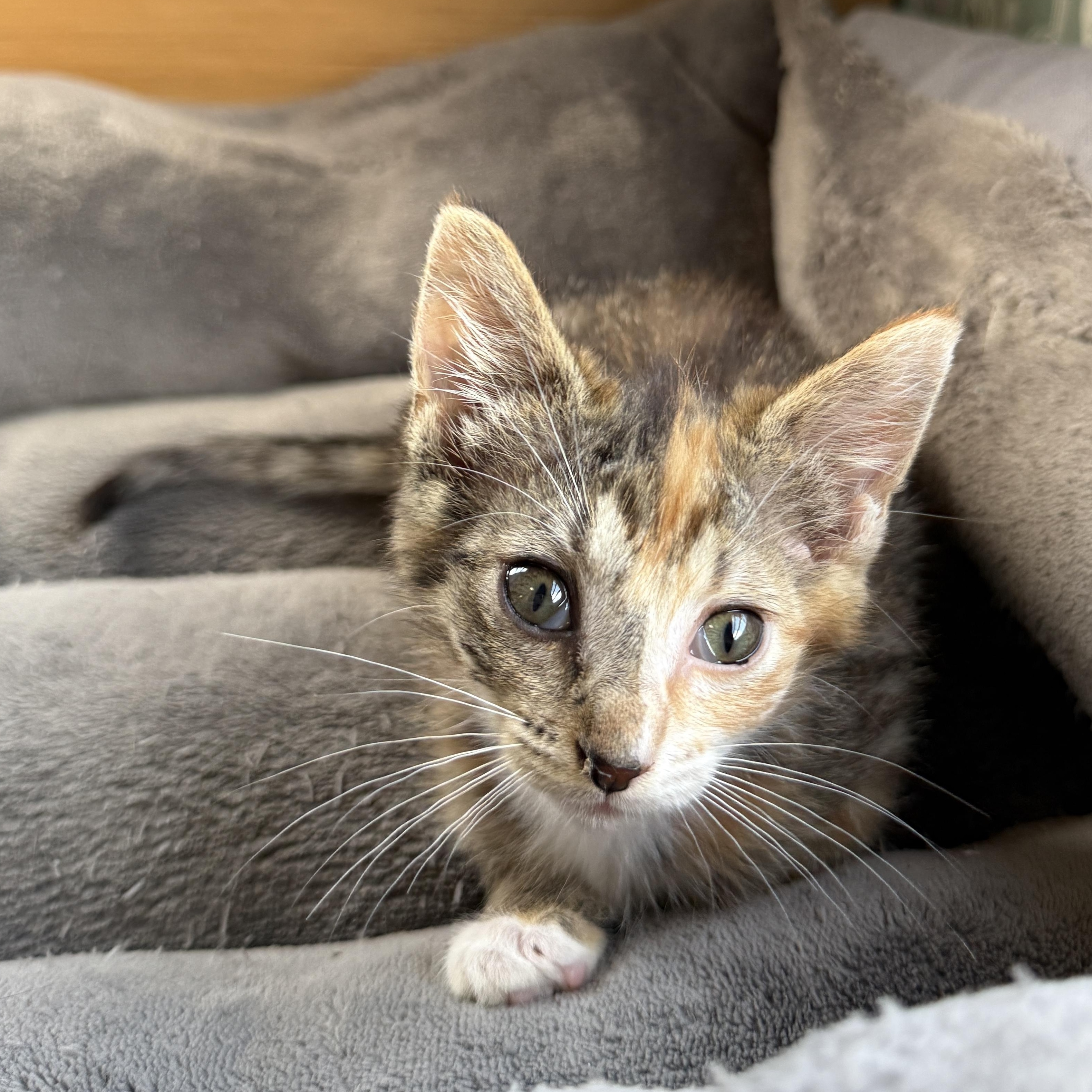 Mouse, a Adoptable Domestic Short Hair in Beaufort, MO image 2/3