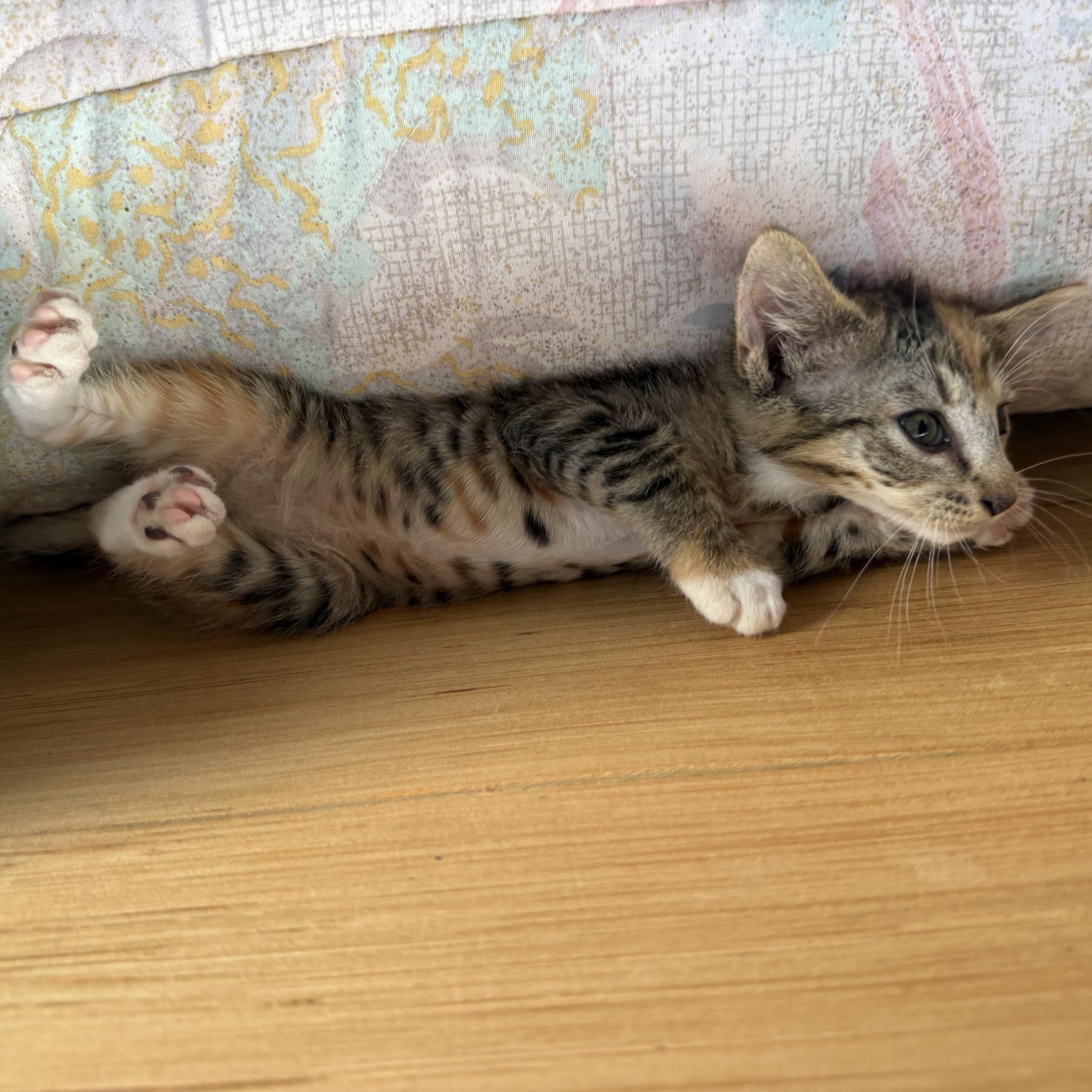 Mouse, a Adoptable Domestic Short Hair in Beaufort, MO image 3/3