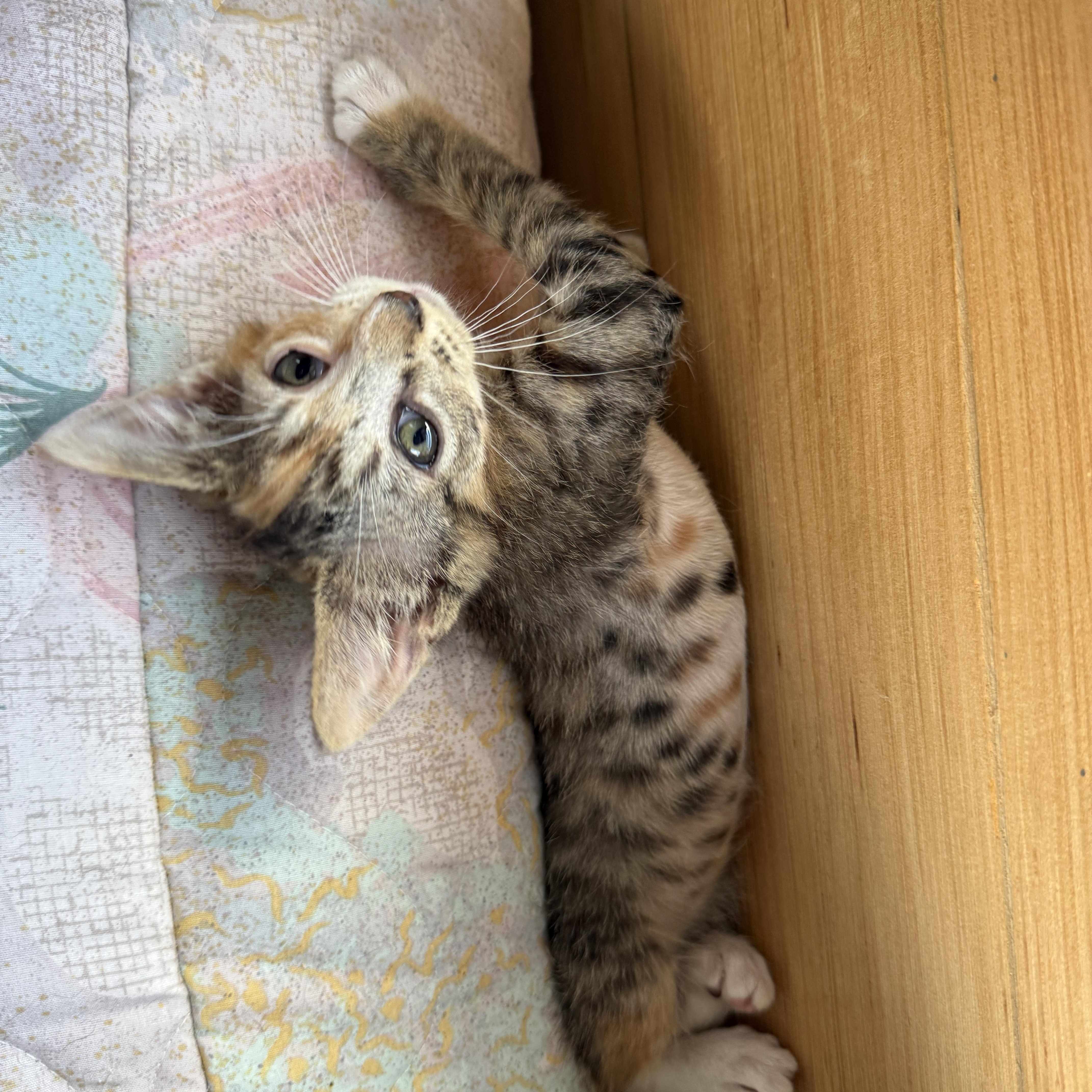 Mouse, Adoptable, Kitten Female Domestic Short Hair.
