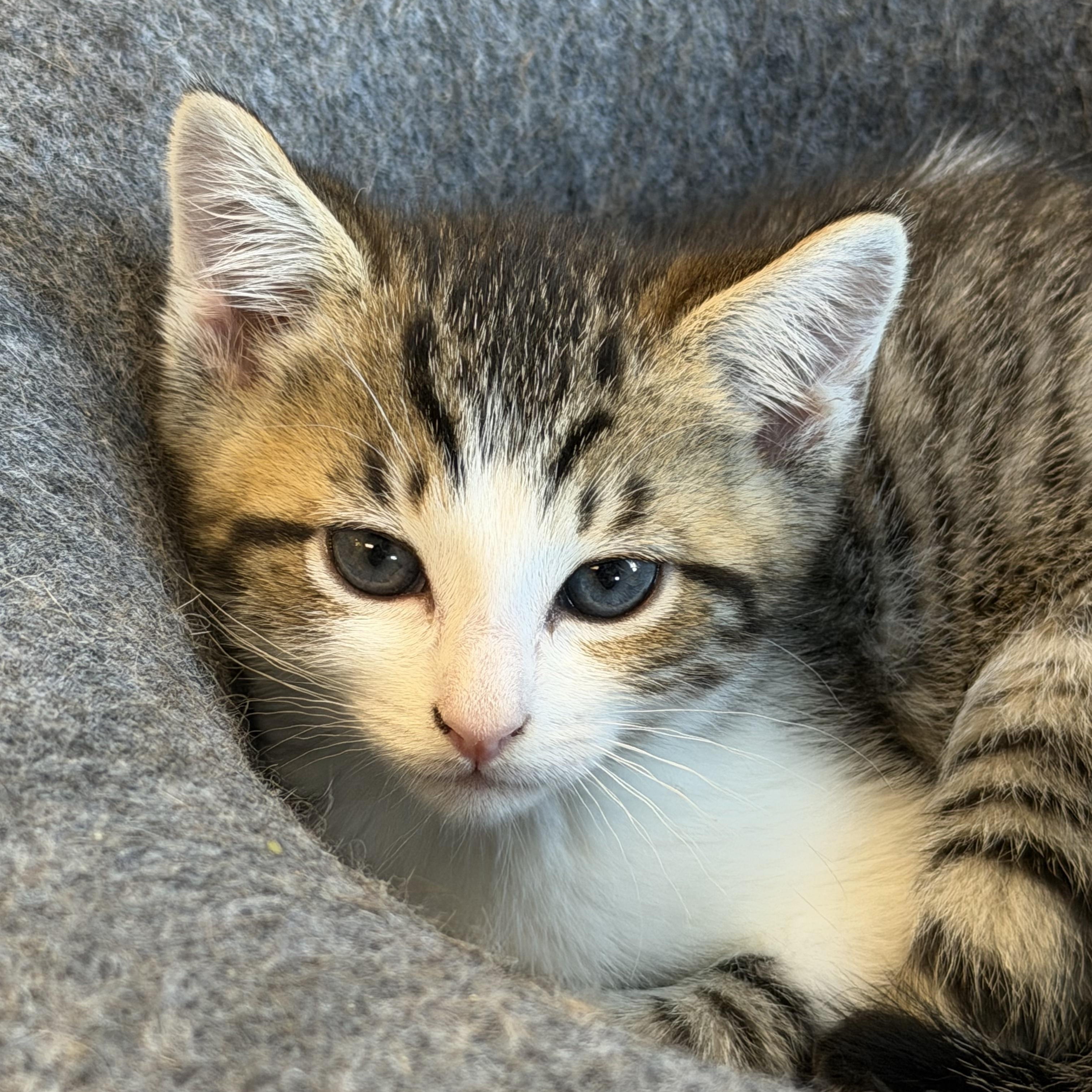 Surfboard, adopted, Kitten Male Domestic Short Hair.