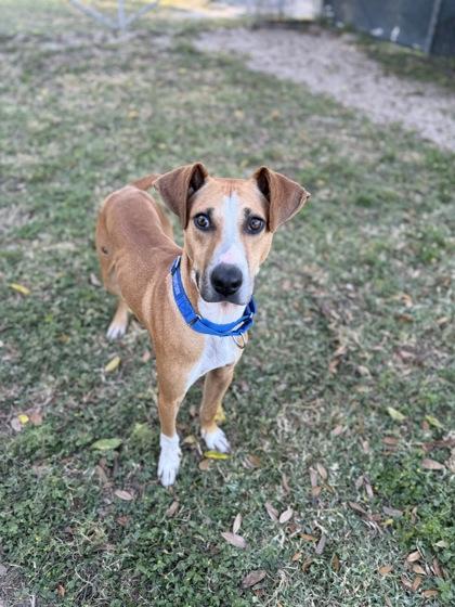 Enlarge Frank Sinatra, an adopted mixed breed in Inverness, FL image 1/1
