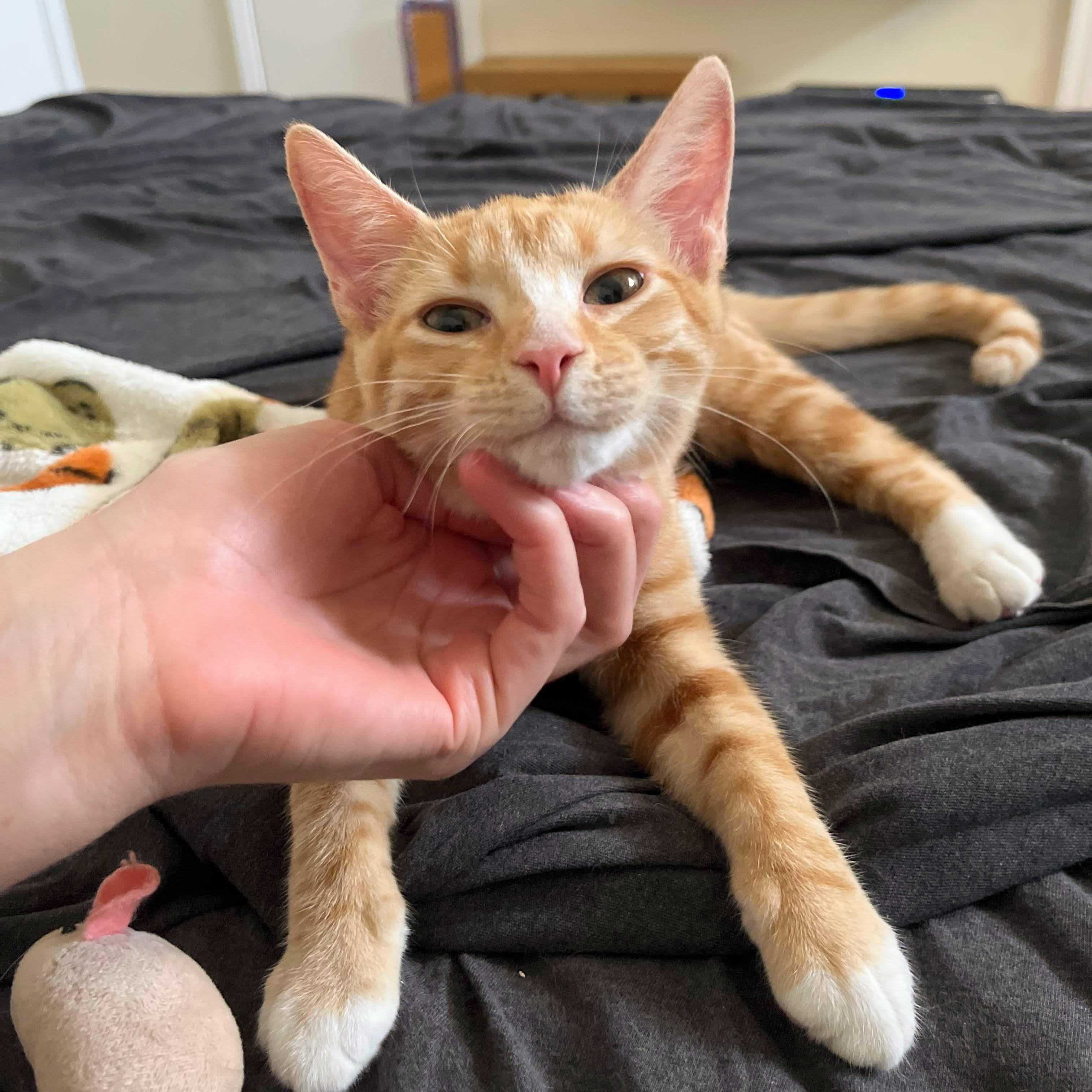Enlarge Dora the Explorer, an adopted Domestic Short Hair in Coppell, TX image 2/4