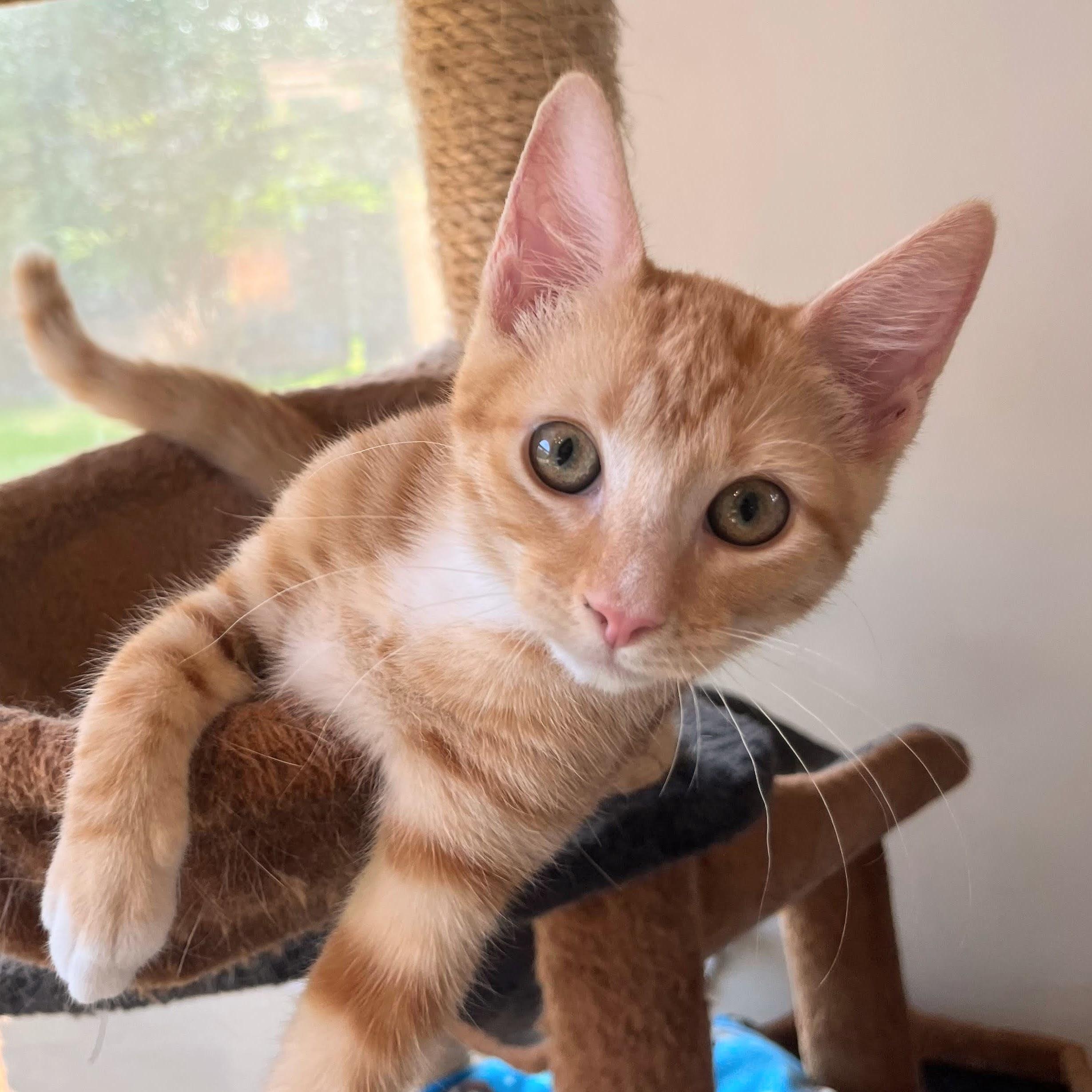 Enlarge Dora the Explorer, an adopted Domestic Short Hair in Coppell, TX image 3/4