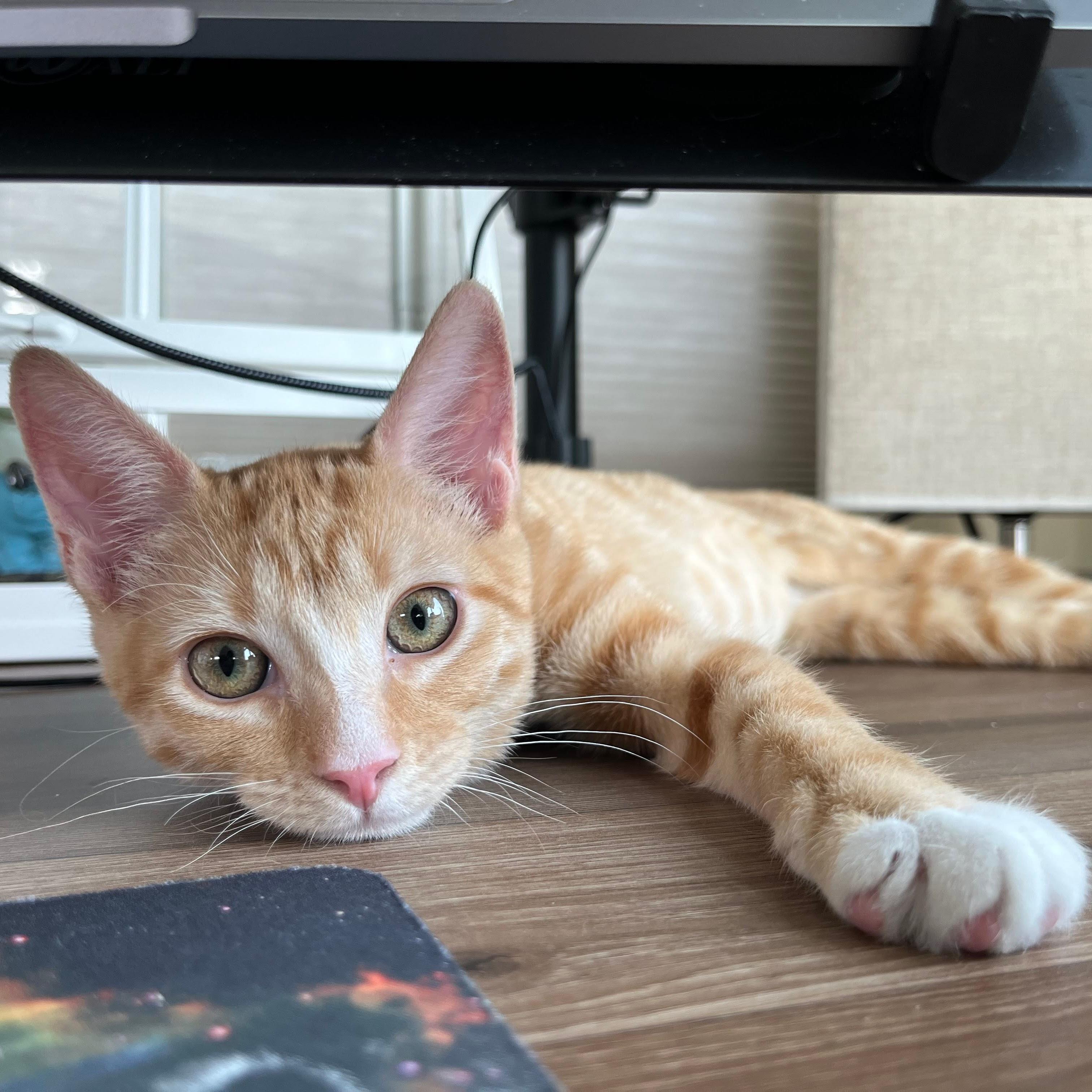 Enlarge Dora the Explorer, an adopted Domestic Short Hair in Coppell, TX image 1/4