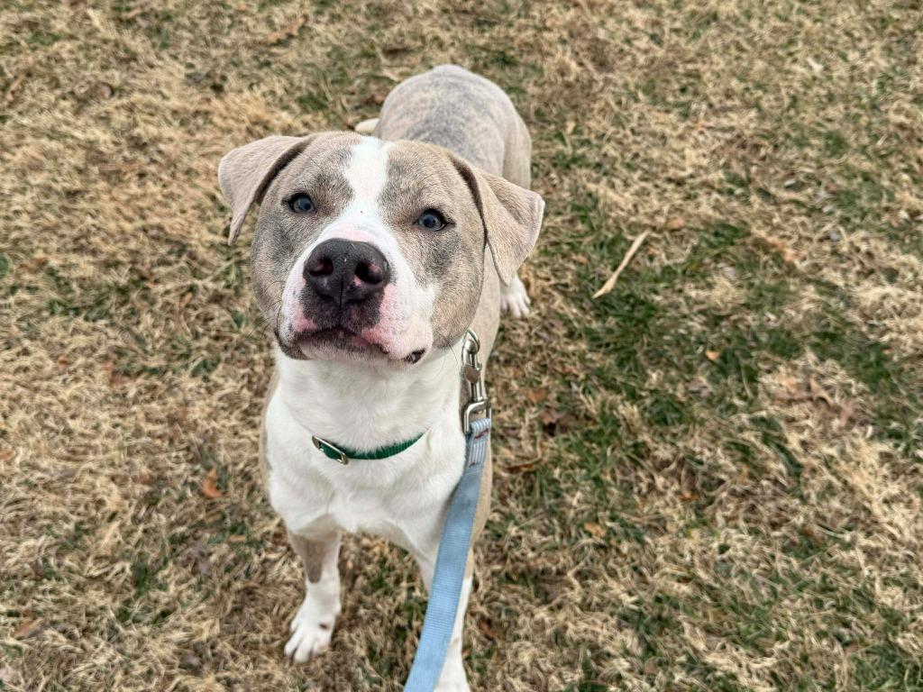 Enlarge Sterling, a Adoptable mixed breed in Raleigh, NC image 1/6