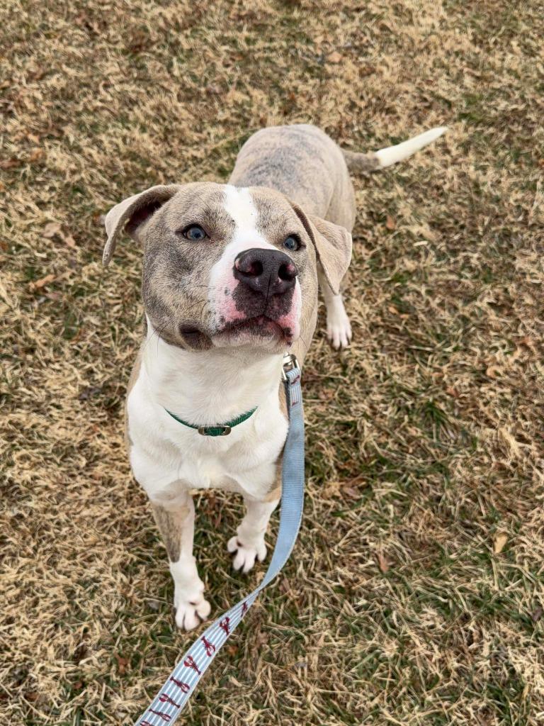 Enlarge Sterling, a Adoptable mixed breed in Raleigh, NC image 2/6