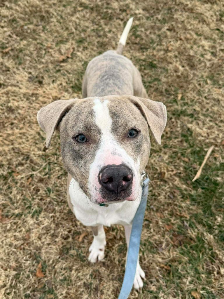 Enlarge Sterling, a Adoptable mixed breed in Raleigh, NC image 3/6