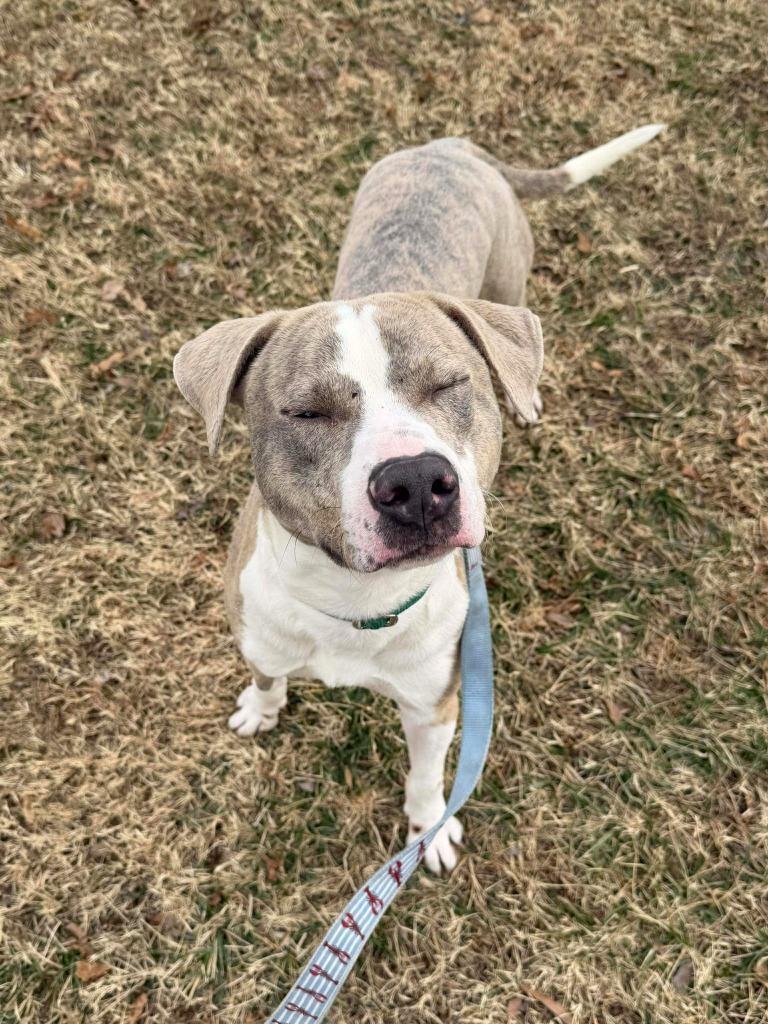 Enlarge Sterling, a Adoptable mixed breed in Raleigh, NC image 4/6