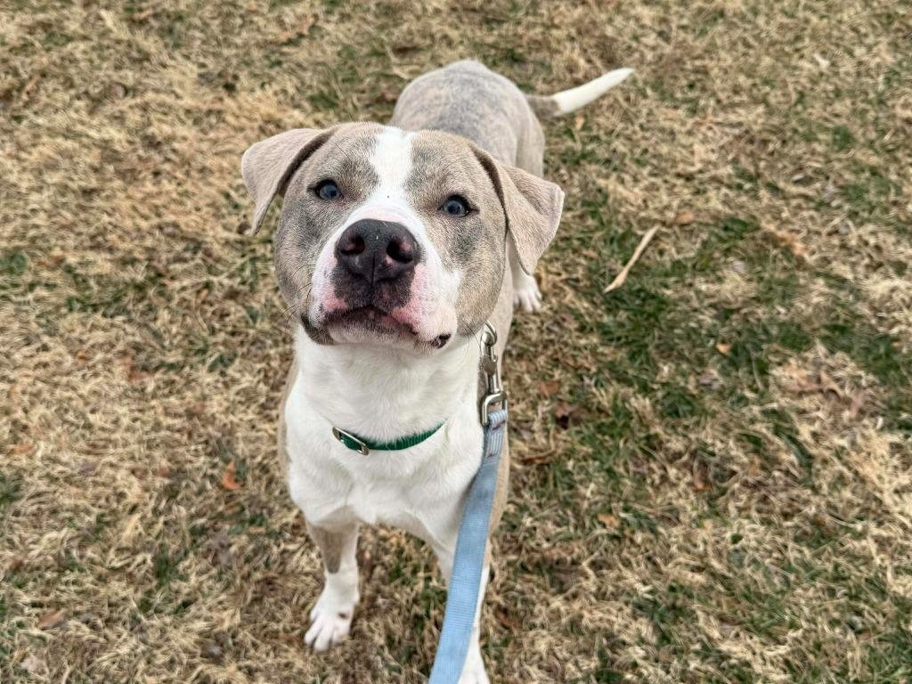 Enlarge Sterling, a Adoptable mixed breed in Raleigh, NC image 5/6
