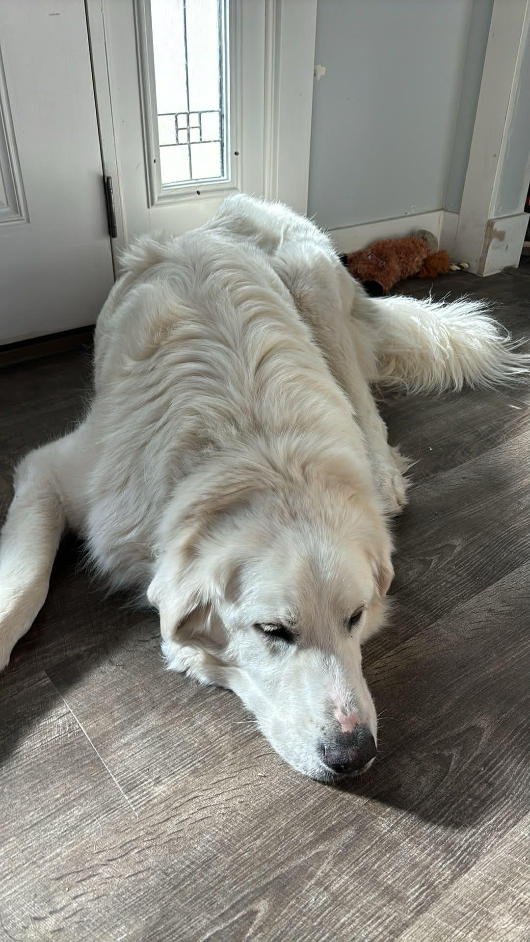 Enlarge CO Tuesday, a Adoptable Great Pyrenees in Bountiful, UT image 1/2