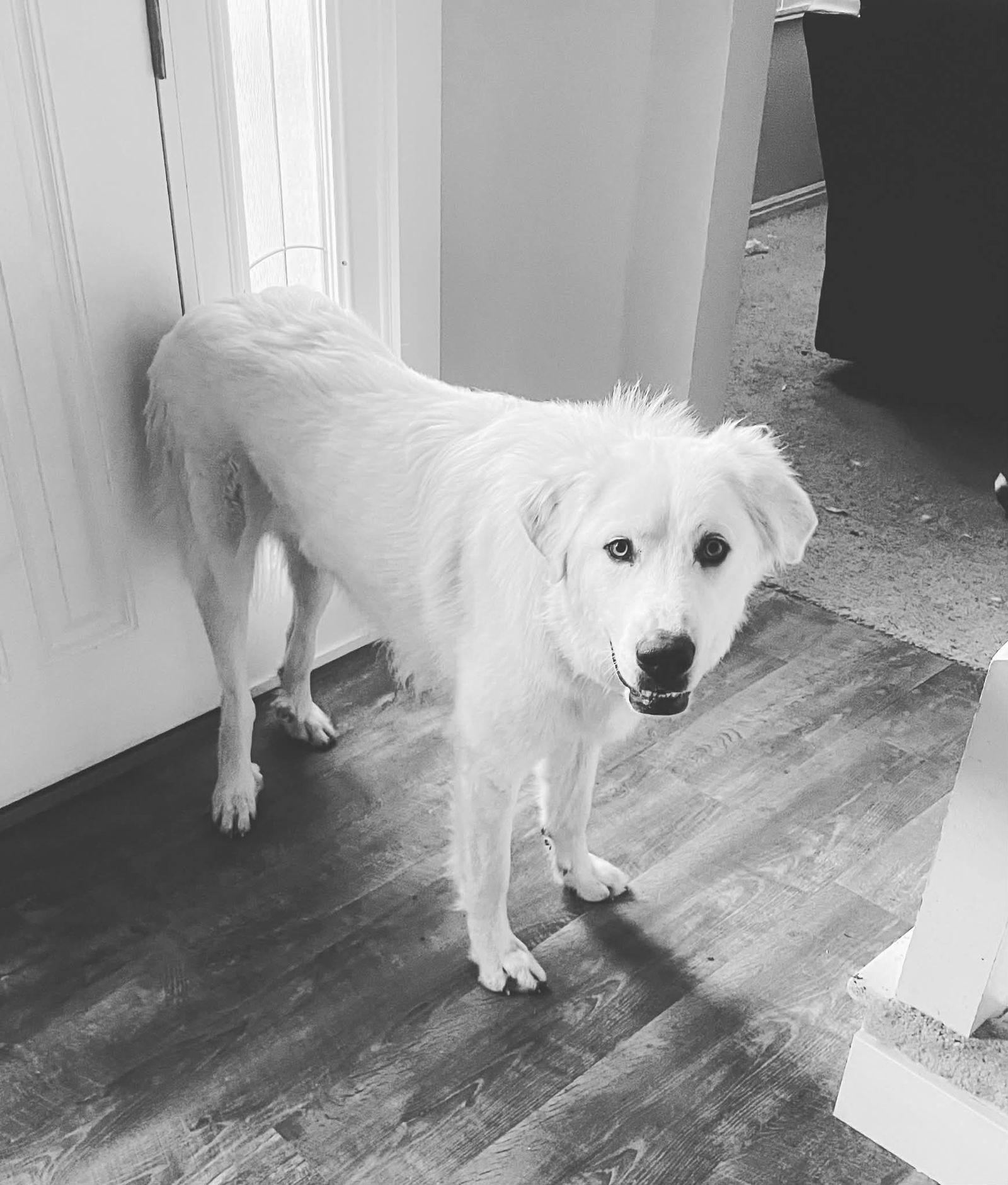 Enlarge CO Tuesday, a Adoptable Great Pyrenees in Bountiful, UT image 2/2