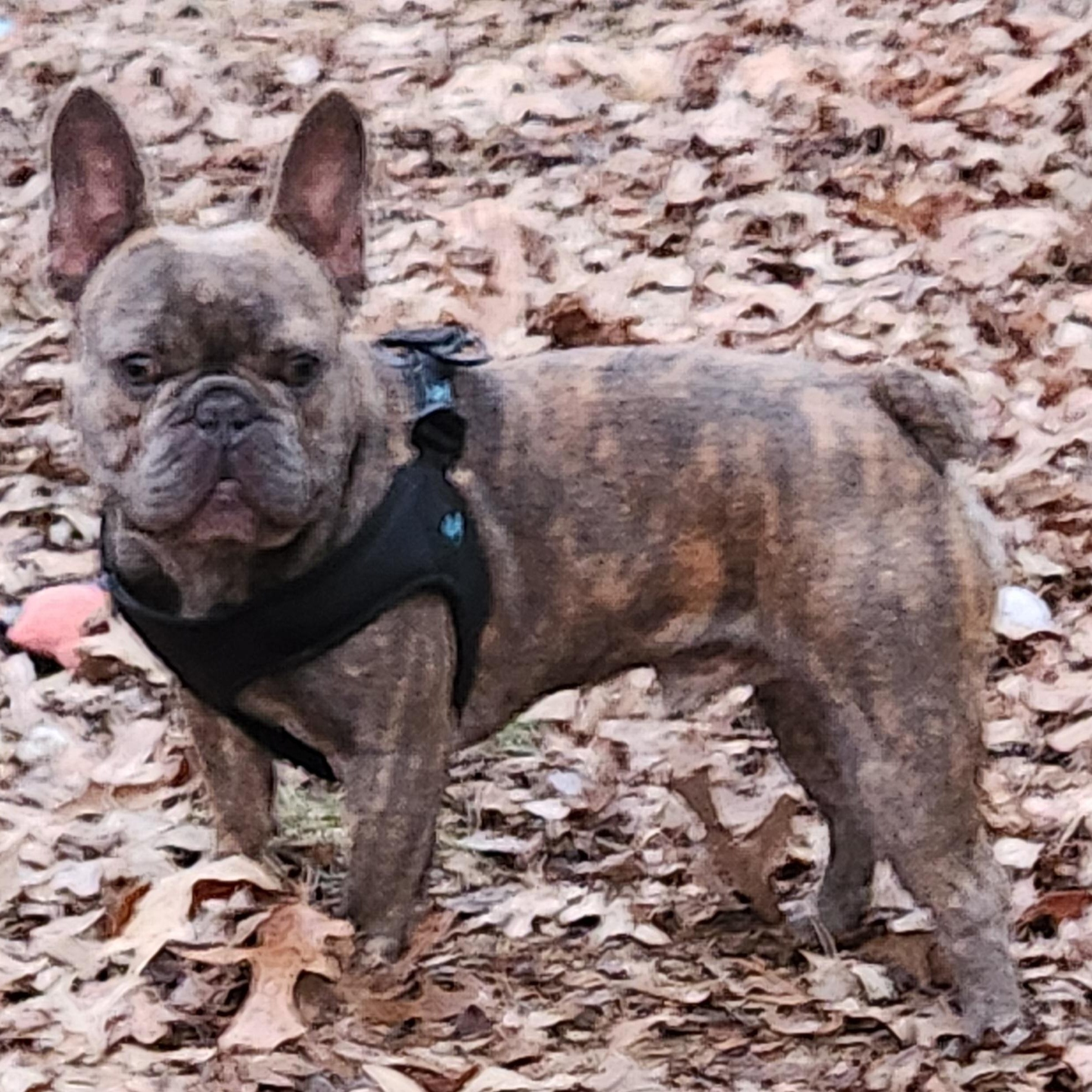 Bohdi, ADOPTABLE, Adult Male French Bulldog.