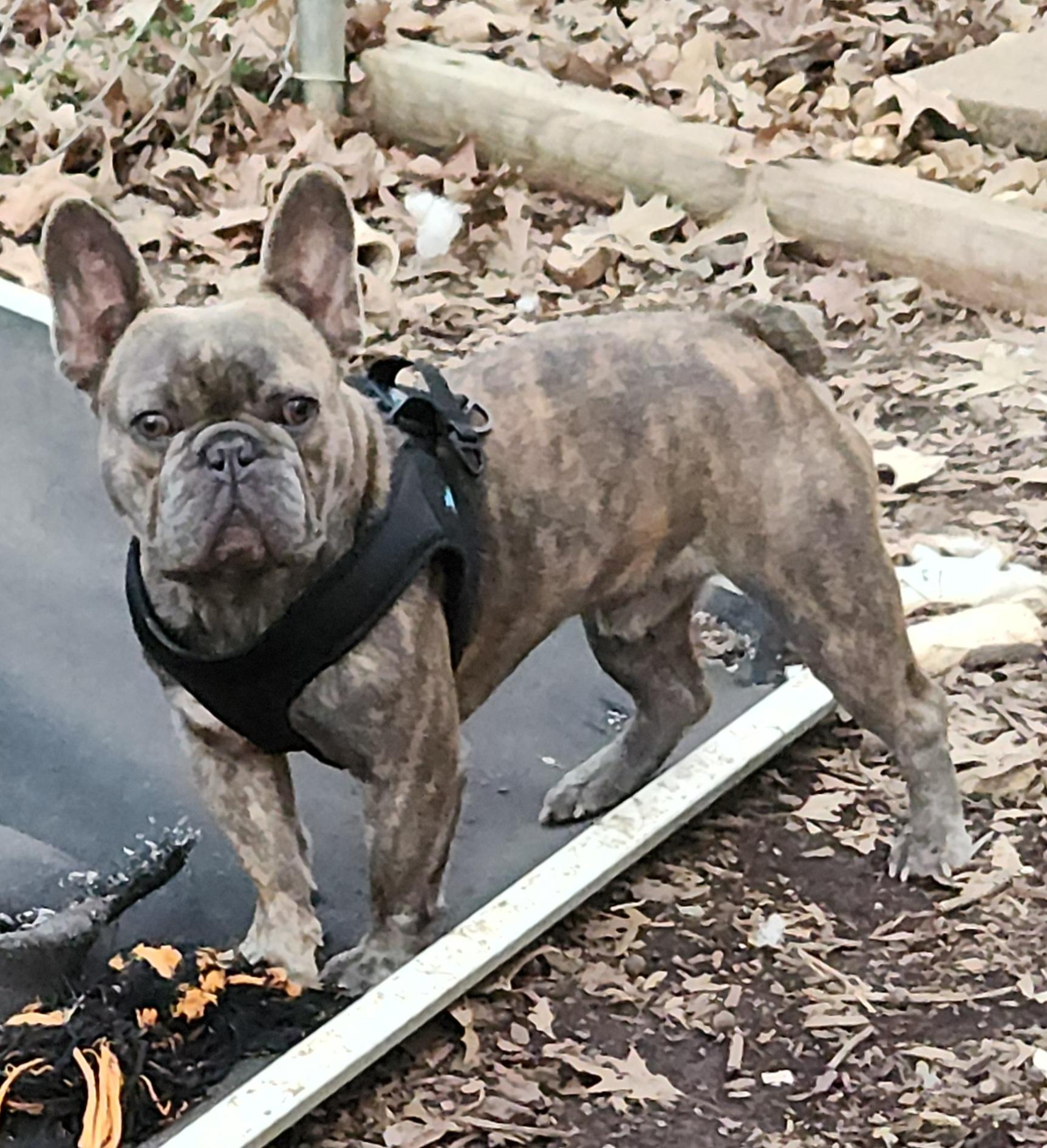 Enlarge Bohdi, a ADOPTABLE French Bulldog in Flintstone, GA image 4/4