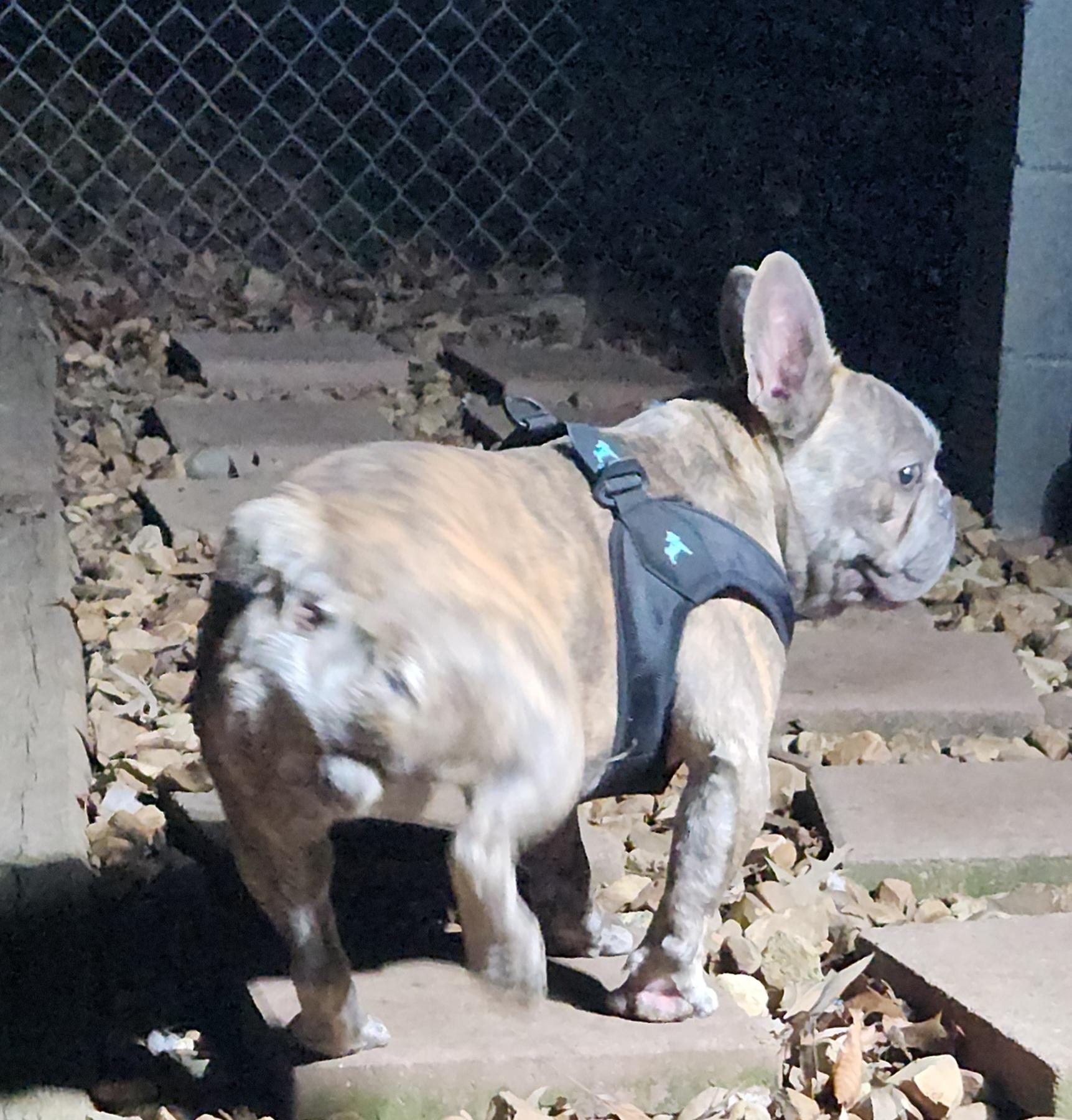 Enlarge Bohdi, a ADOPTABLE French Bulldog in Flintstone, GA image 2/4