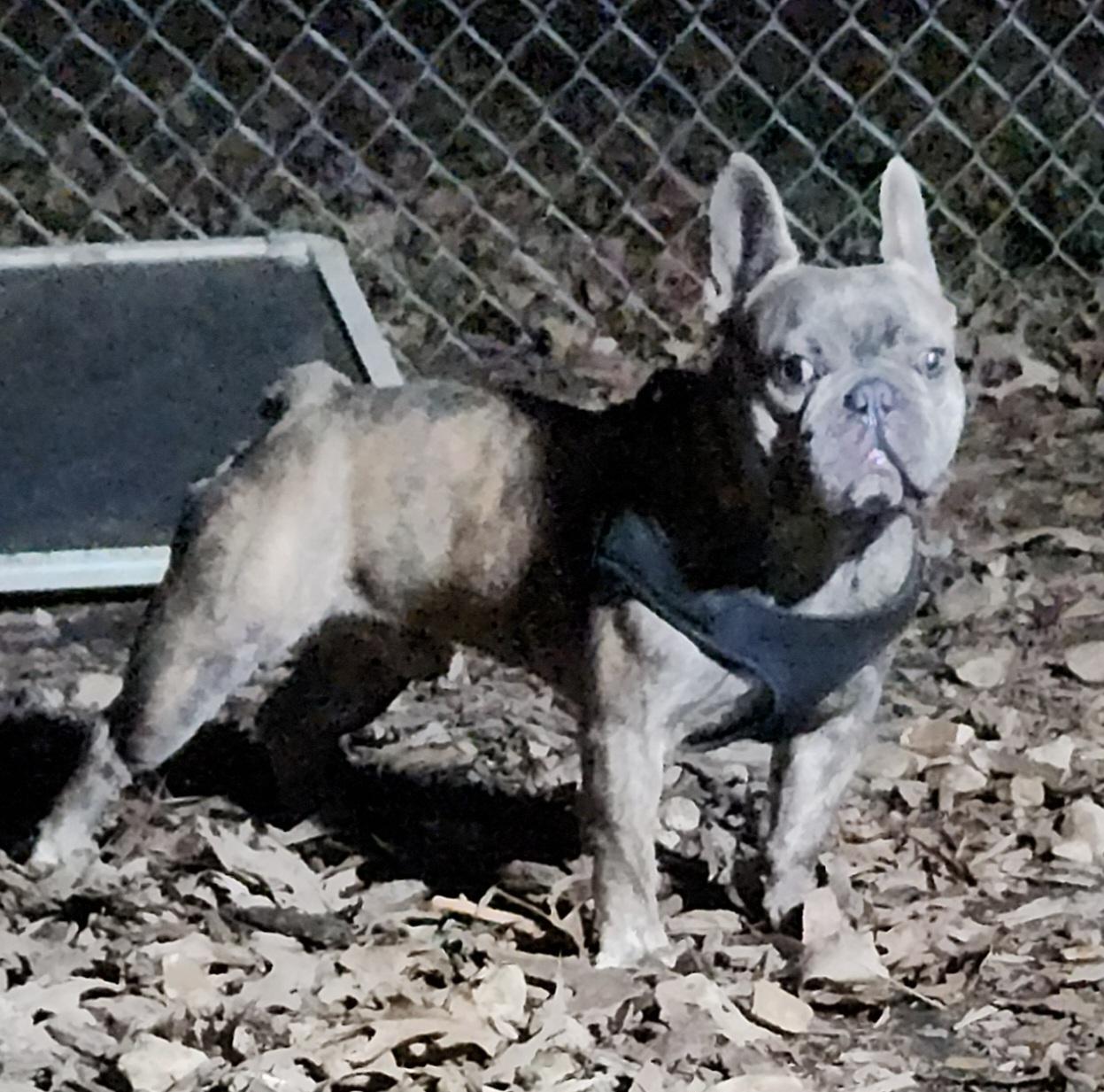 Enlarge Bohdi, a ADOPTABLE French Bulldog in Flintstone, GA image 3/4