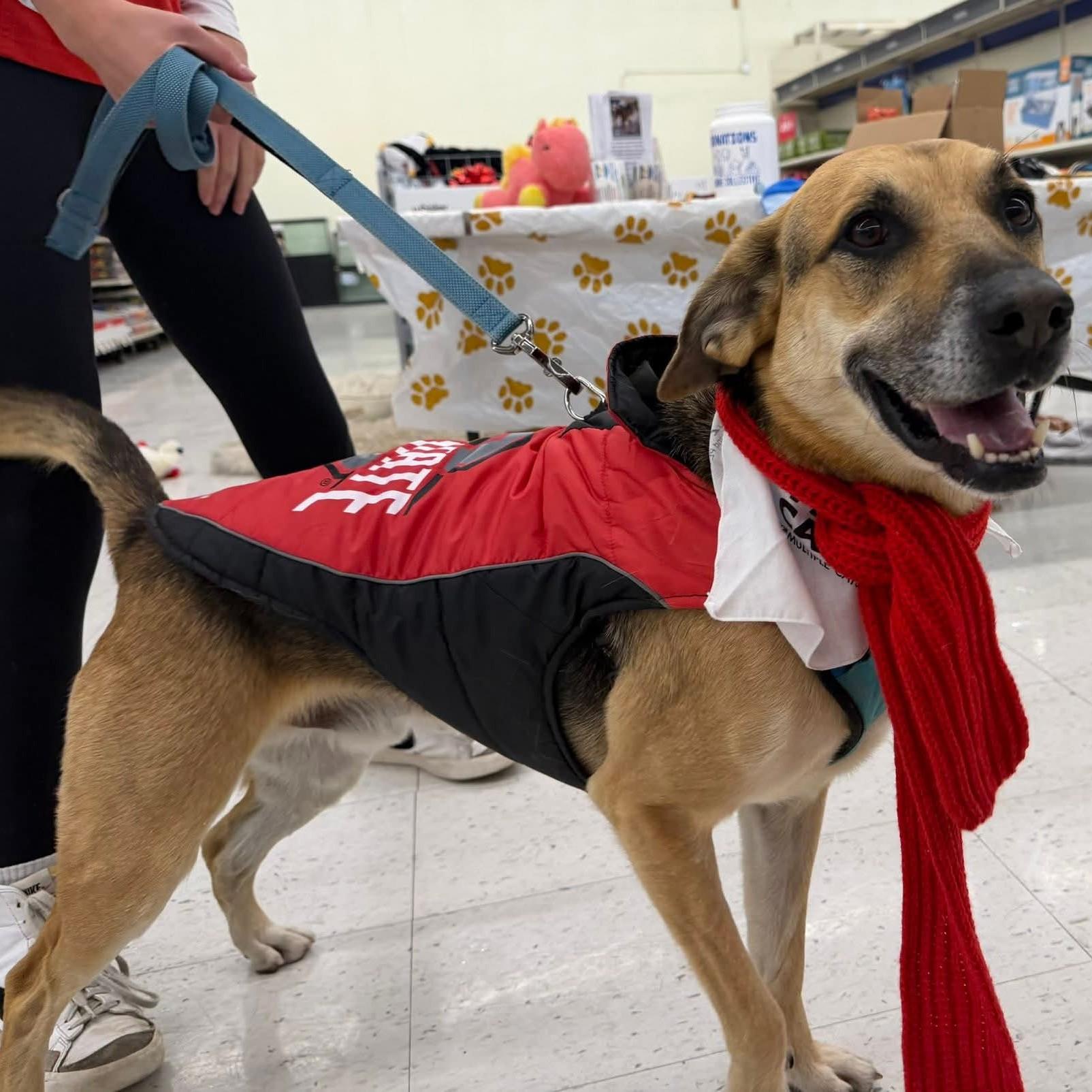 Enlarge Simba, a Adoptable mixed breed in Plain City, OH image 1/6