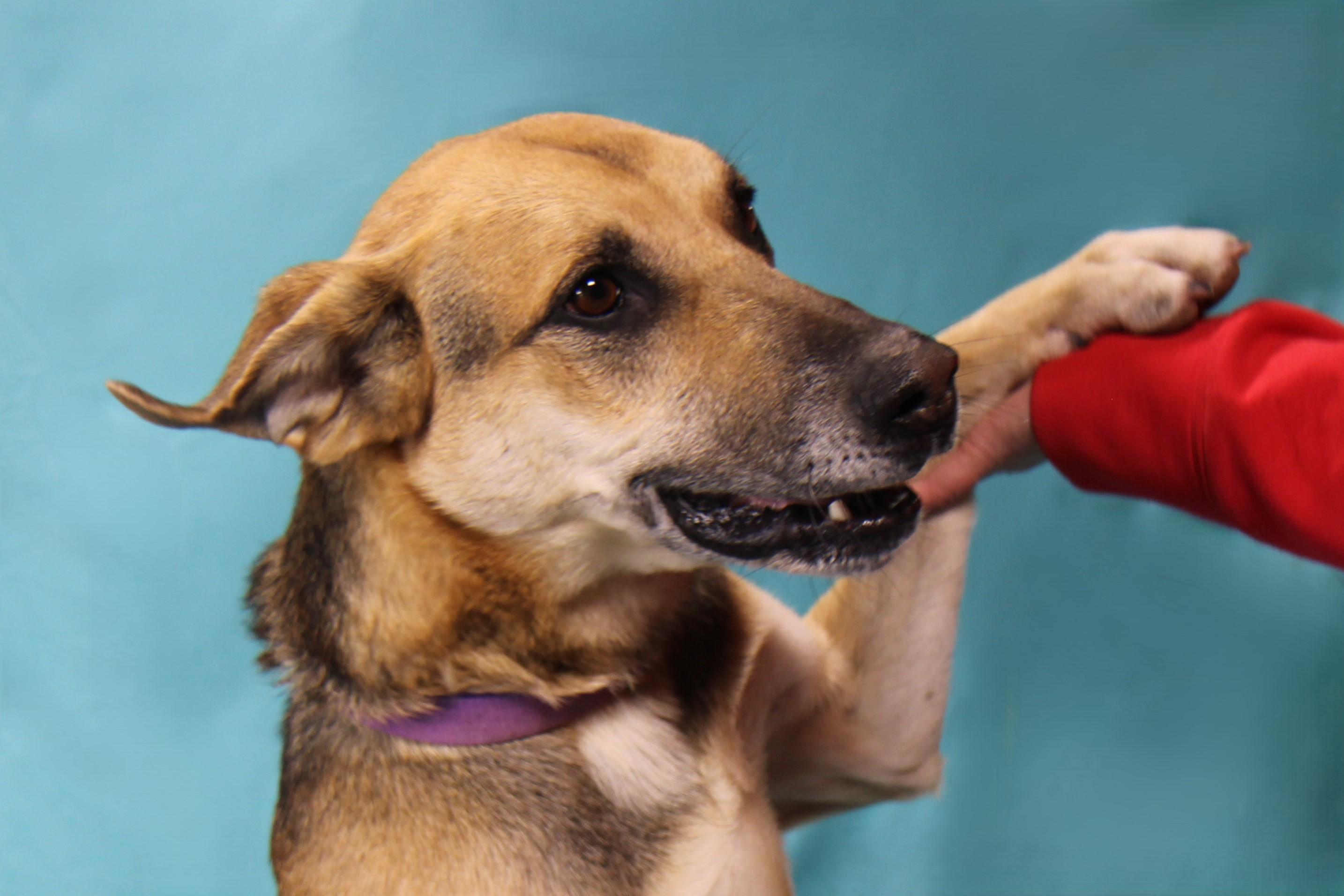Simba, Adoptable, Adult Male Shepherd.