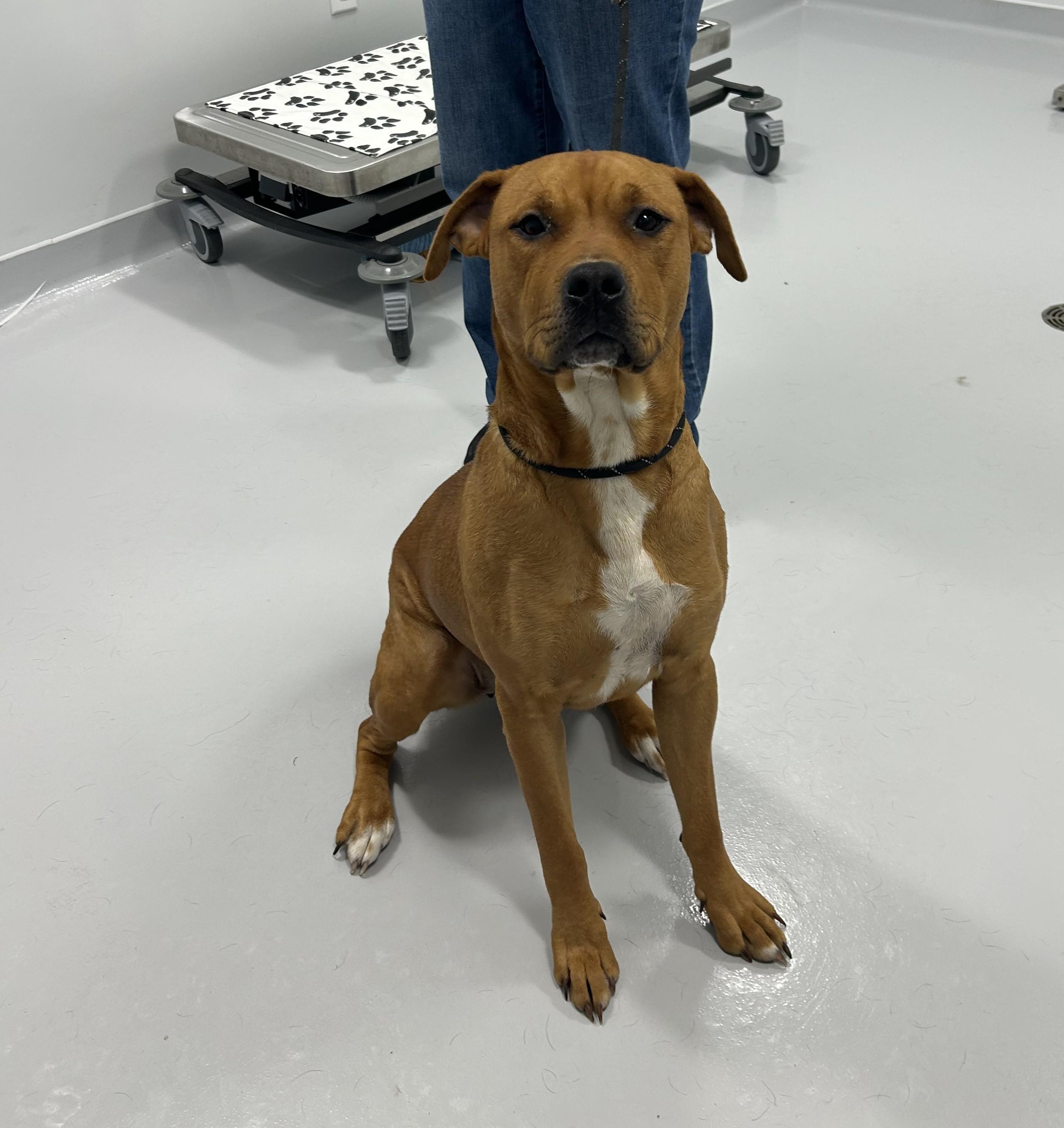 Enlarge Eden, a Adoptable mixed breed in Kankakee, IL image 1/3