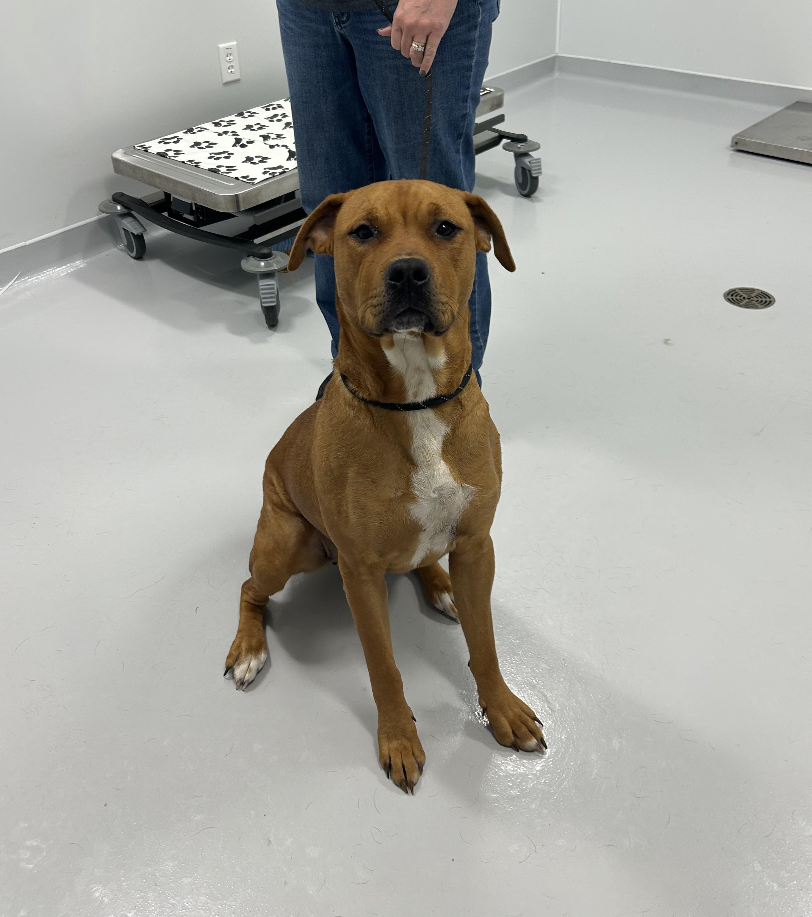 Enlarge Eden, a Adoptable mixed breed in Kankakee, IL image 2/3