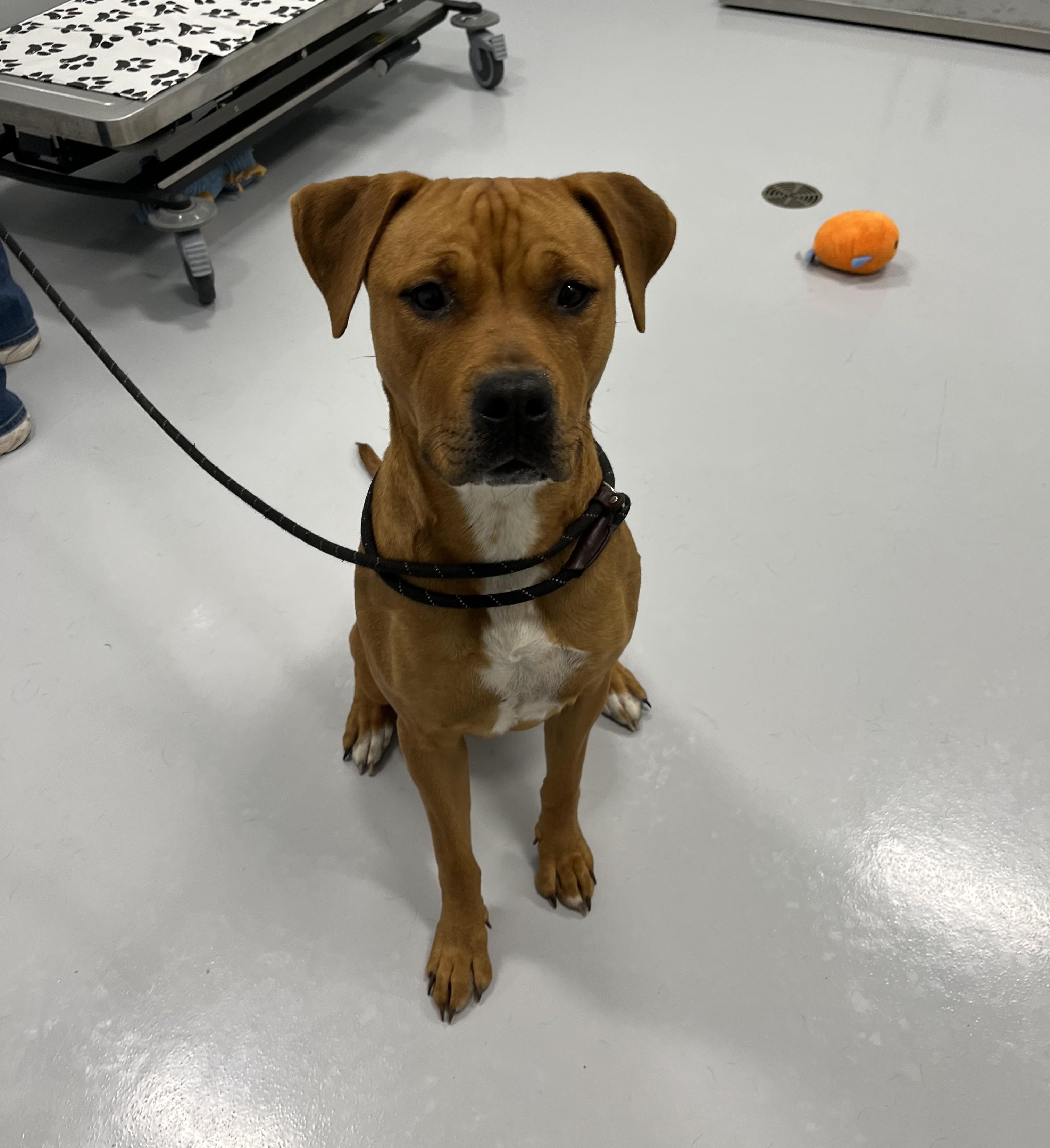 Enlarge Eden, a Adoptable mixed breed in Kankakee, IL image 3/3