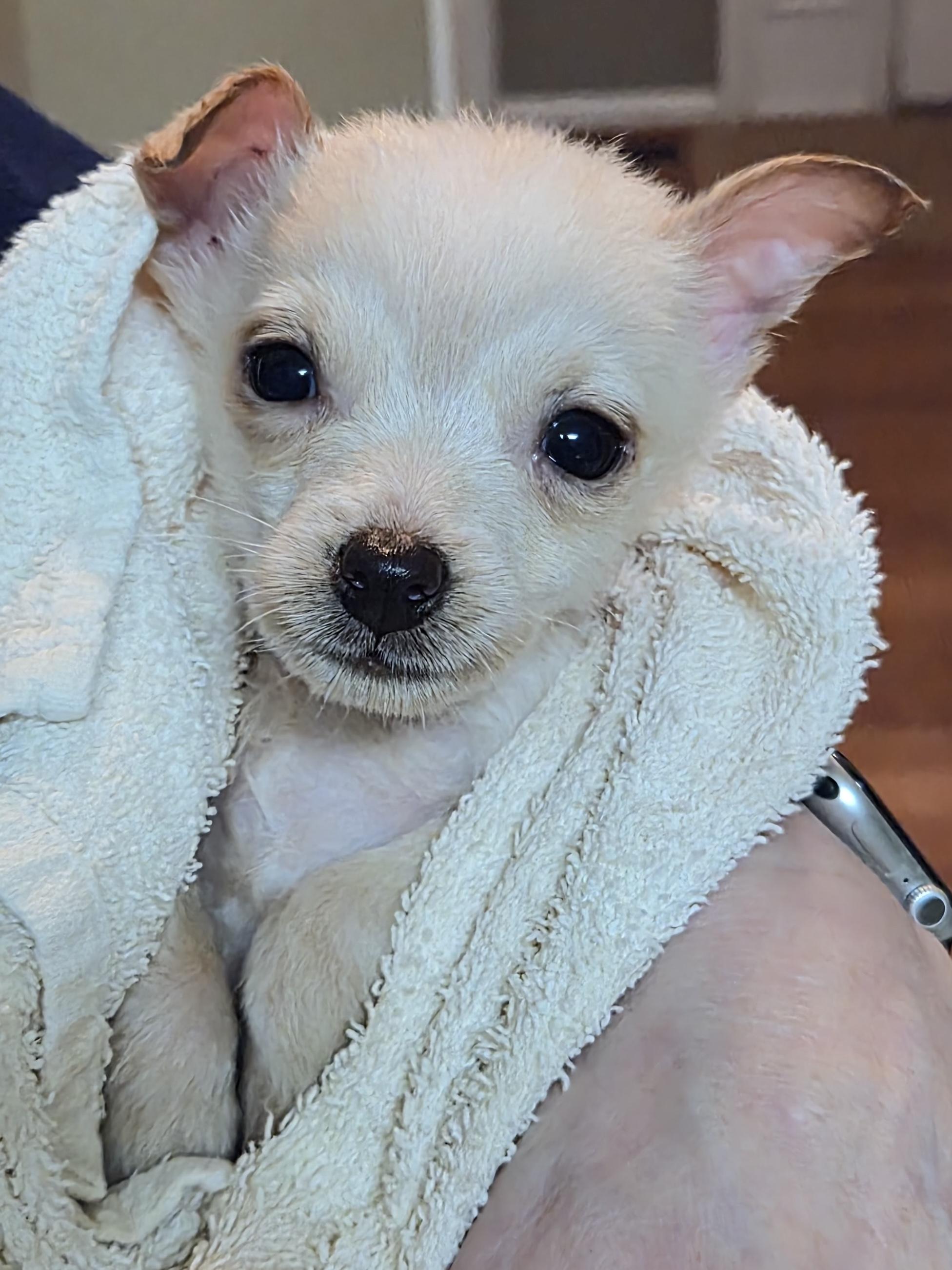 Enlarge Miso, a Adoptable mixed breed in Rockville, MD image 2/6