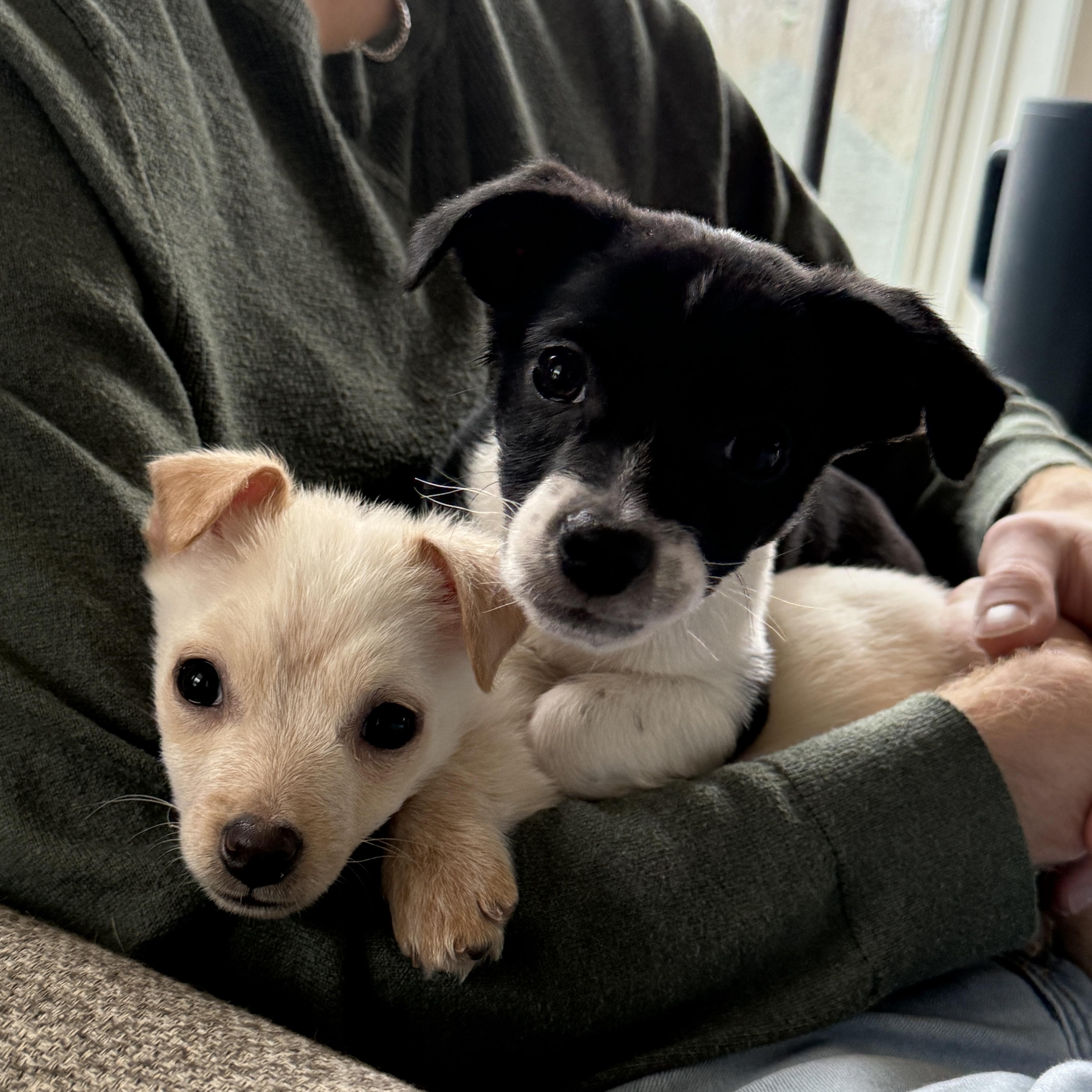 Enlarge Miso, a Adoptable mixed breed in Rockville, MD image 6/6