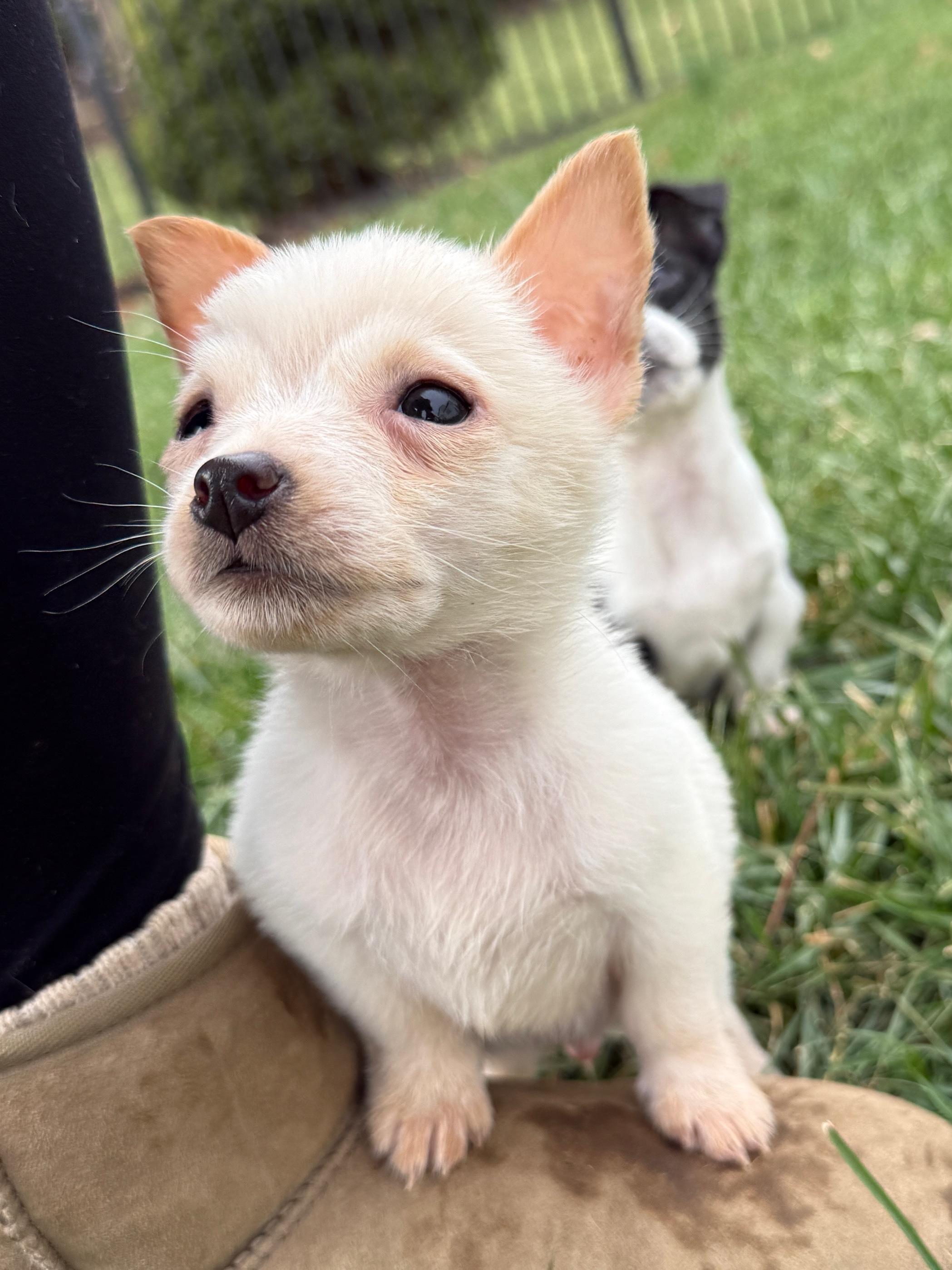 Enlarge Miso, a Adoptable mixed breed in Rockville, MD image 3/6