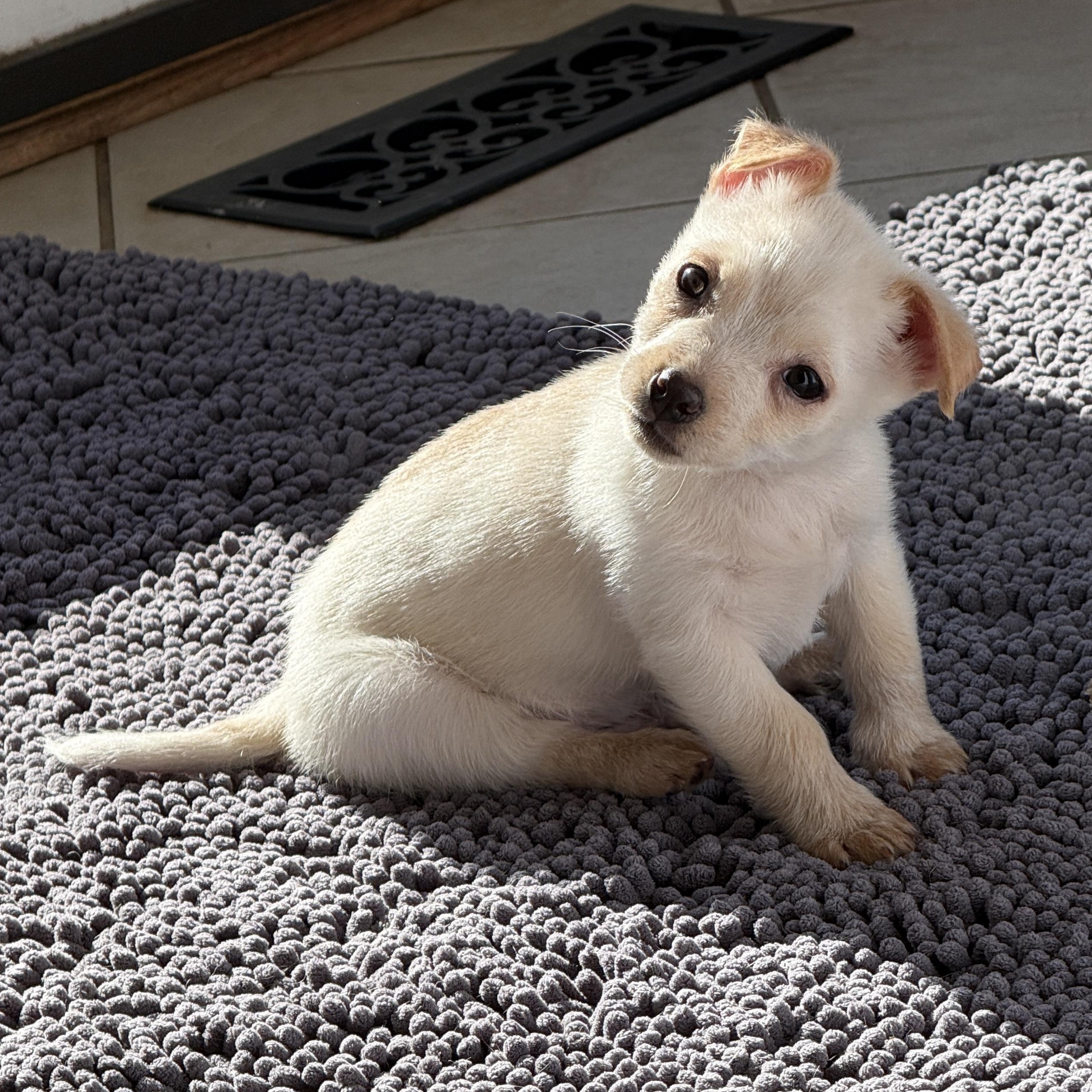 Enlarge Miso, a Adoptable mixed breed in Rockville, MD image 1/6