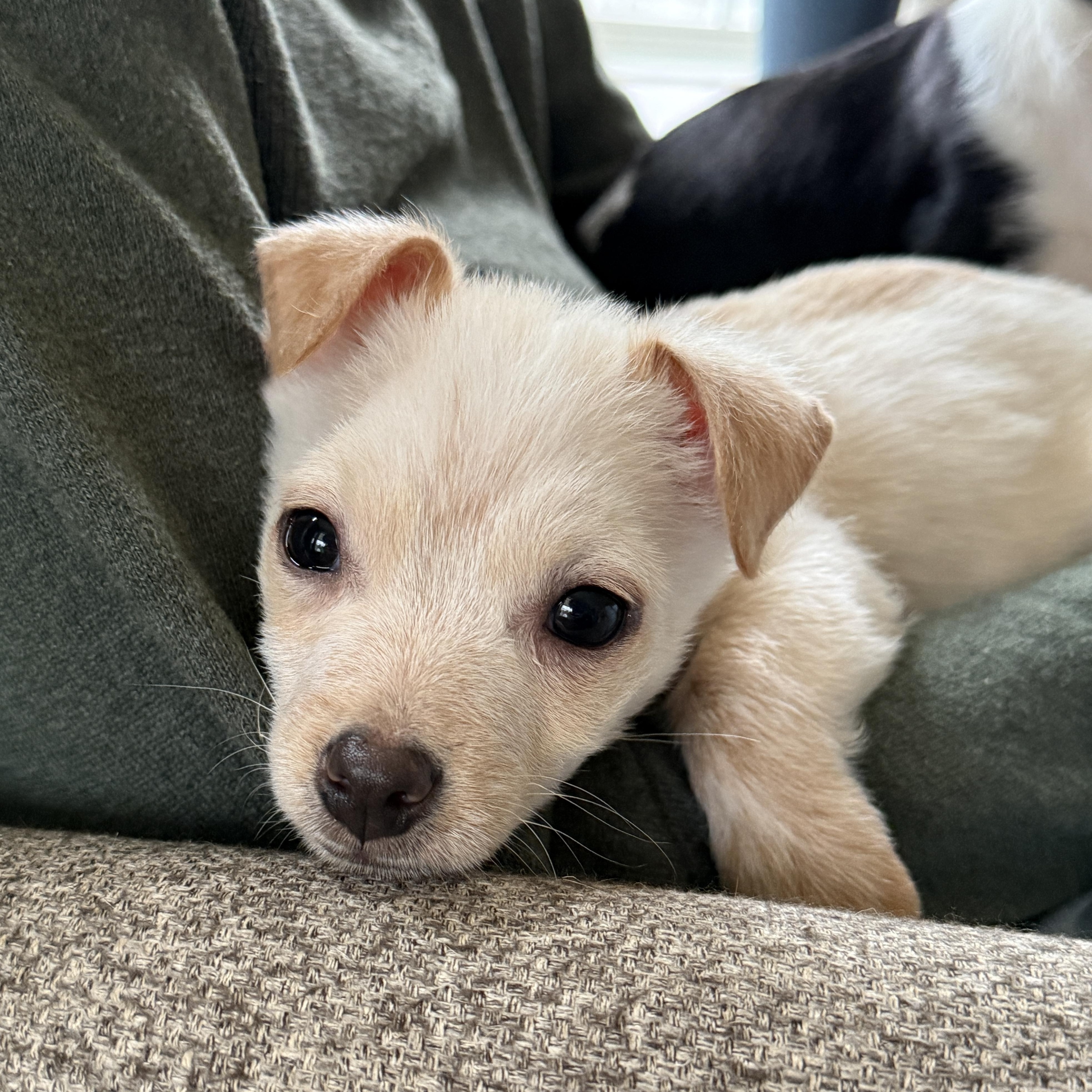 Enlarge Miso, a Adoptable mixed breed in Rockville, MD image 4/6