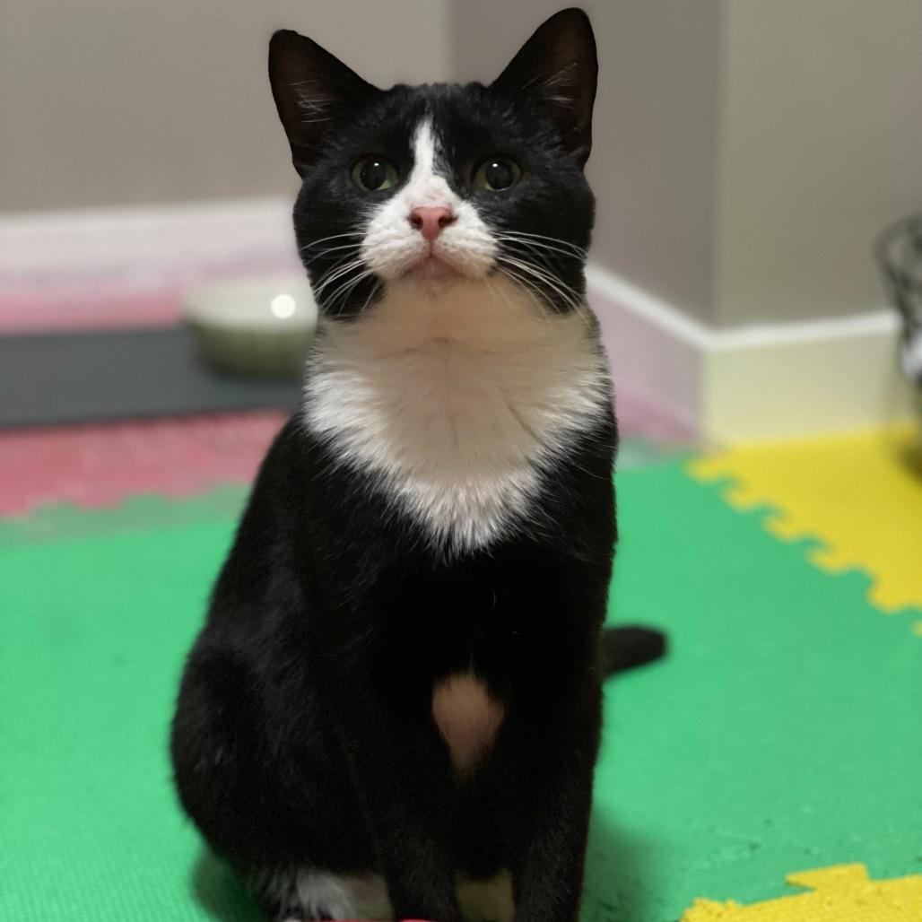 Rome, Adoptable, Adult Female Domestic Short Hair.