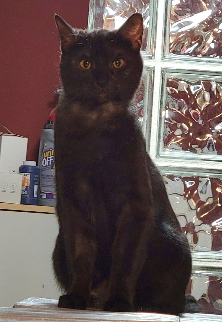 Enlarge Hanna, a Adoptable mixed breed in Chicago, IL image 1/3