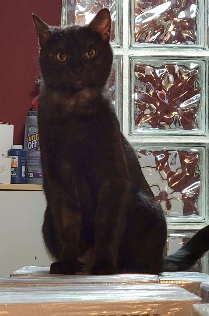 Enlarge Hanna, a Adoptable mixed breed in Chicago, IL image 2/3