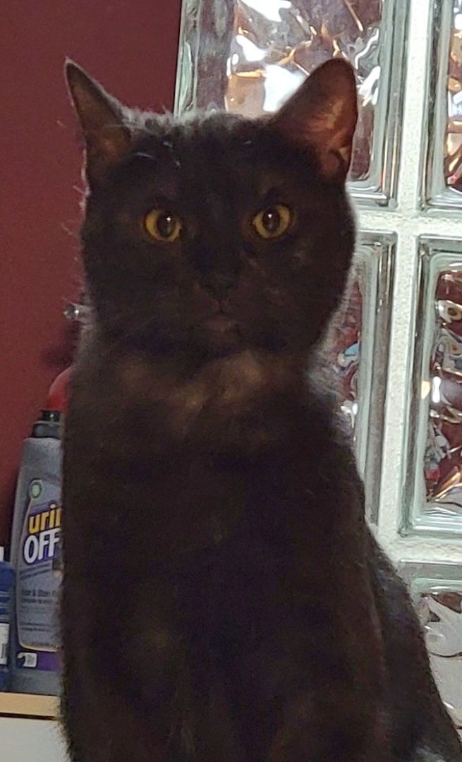 Enlarge Hanna, a Adoptable mixed breed in Chicago, IL image 3/3