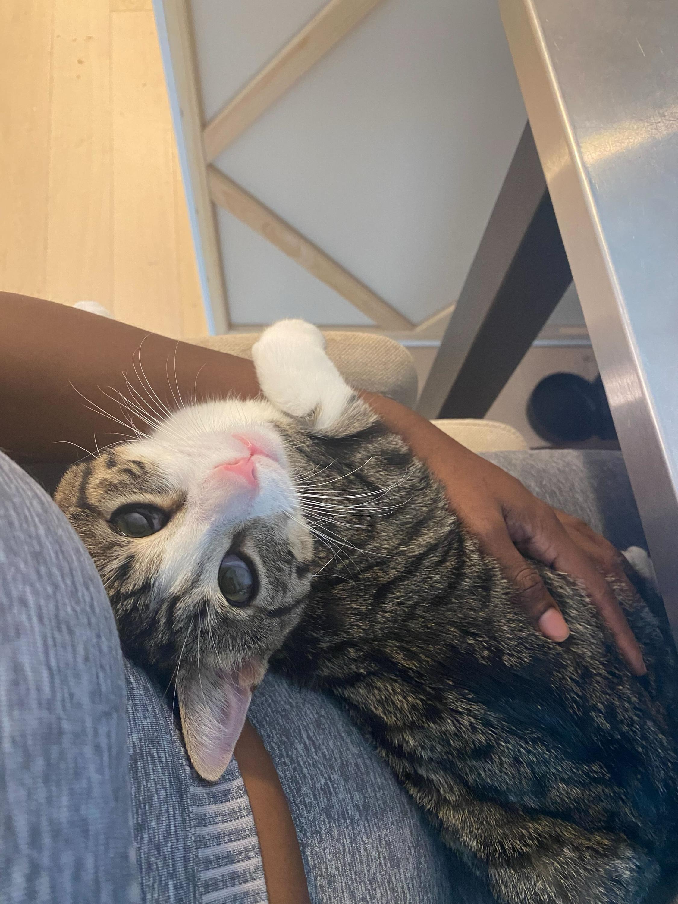 Leoncito, a ADOPTABLE Domestic Short Hair in Long Island City, NY image 2/5